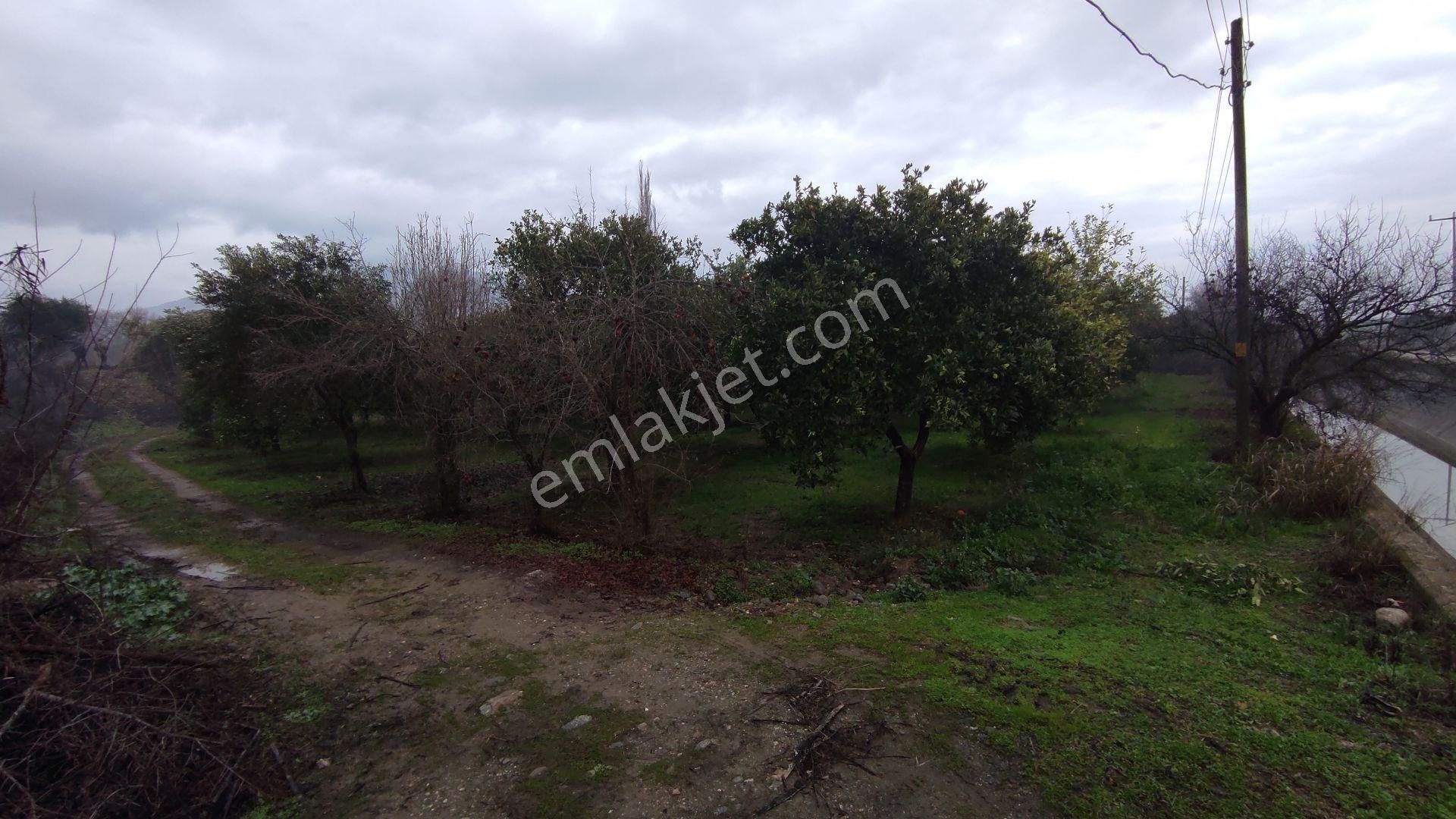Egelimden Durasıllı Da Köşe Konumlu 1450 M2 Satılık Portakallık Ve Zeytinlik - Görsel 2