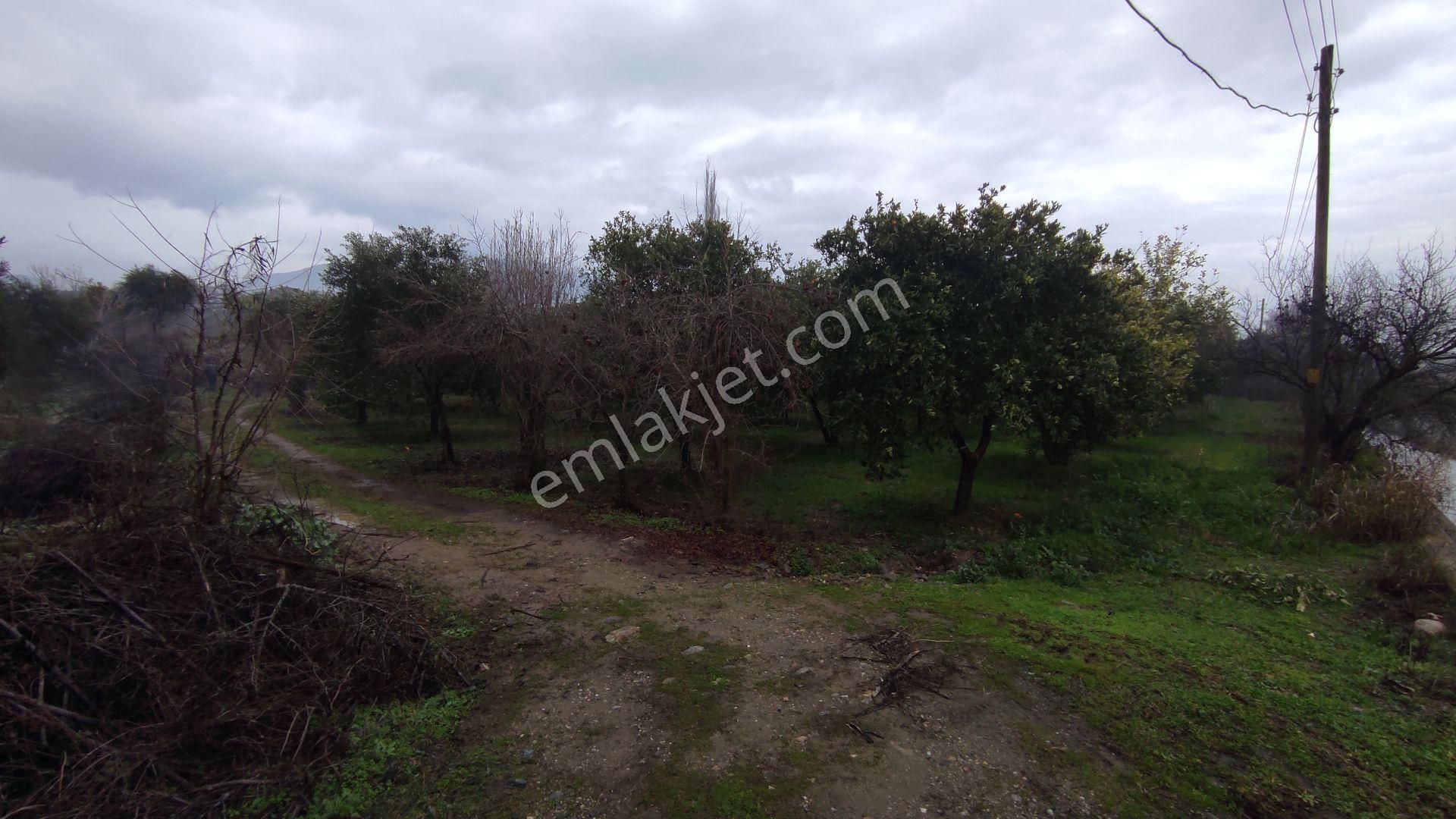 Egelimden Durasıllı Da Köşe Konumlu 1450 M2 Satılık Portakallık Ve Zeytinlik - Görsel 3