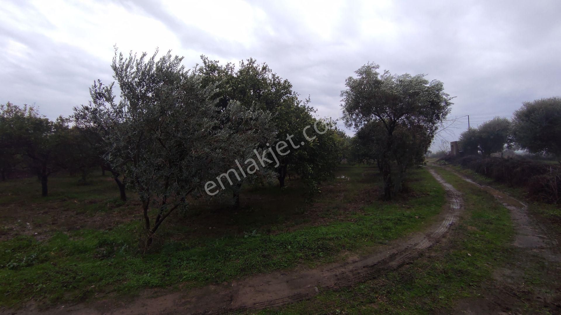 Egelimden Durasıllı Da Köşe Konumlu 1450 M2 Satılık Portakallık Ve Zeytinlik - Görsel 7
