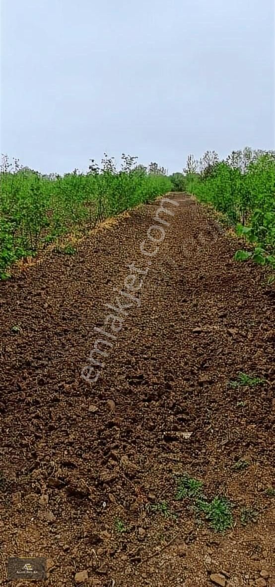 Çarşamba Durusu Satılık Tarla Alan Emlaktan Çarşamba Durusuda Mükemmel Bakımlı Fındık Tarlası