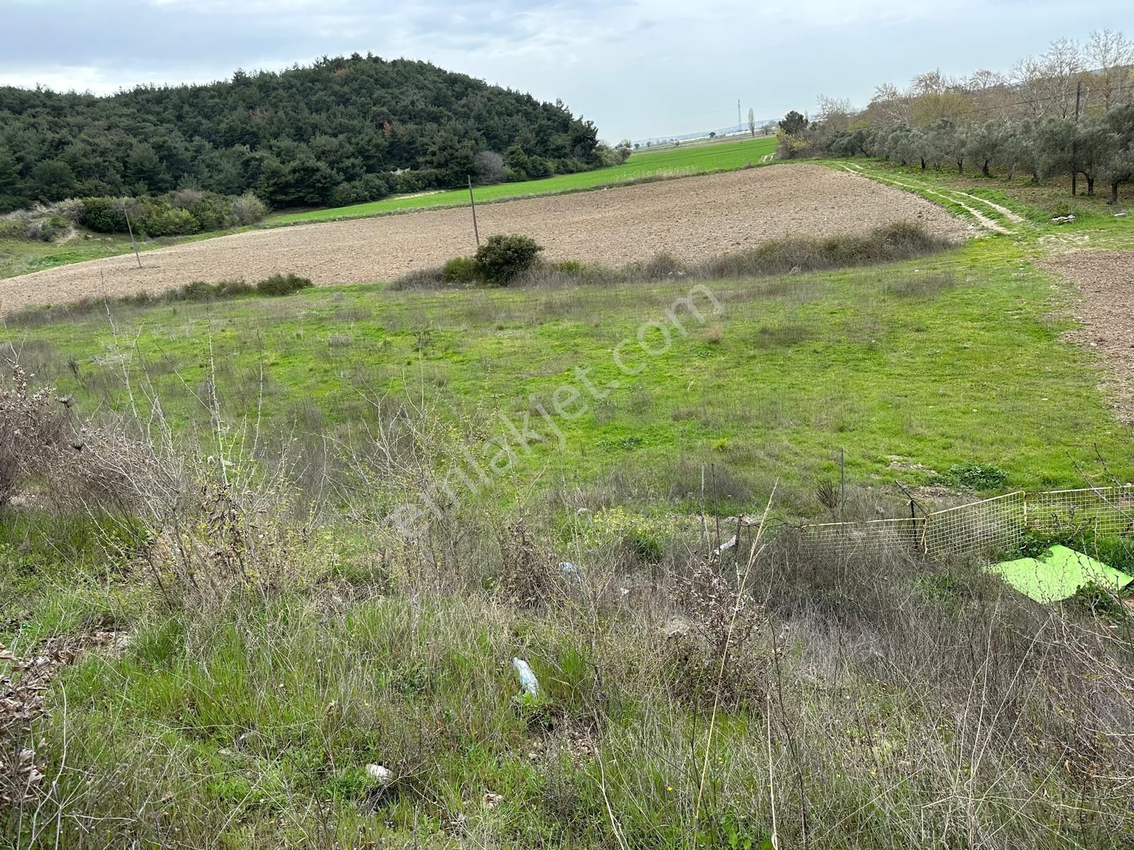 Çanakkale Merkez Gökçalı Köyü Satılık Tarla Çanakkale Merkez Gökçalı Köyü Yol Üzeri Satılık Arazi