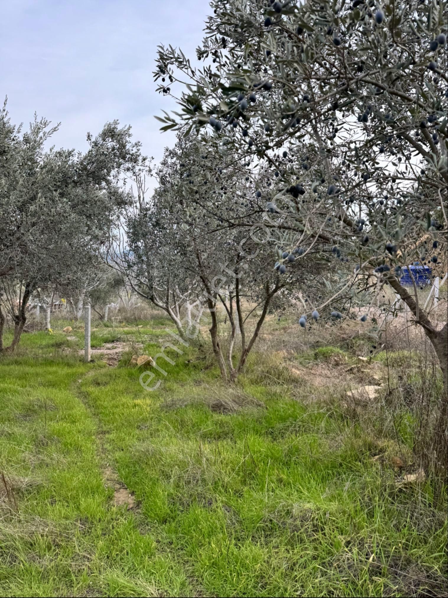 Torbalı Dağkızılca Satılık Tarla Torbalı Dağkızılca Köyü