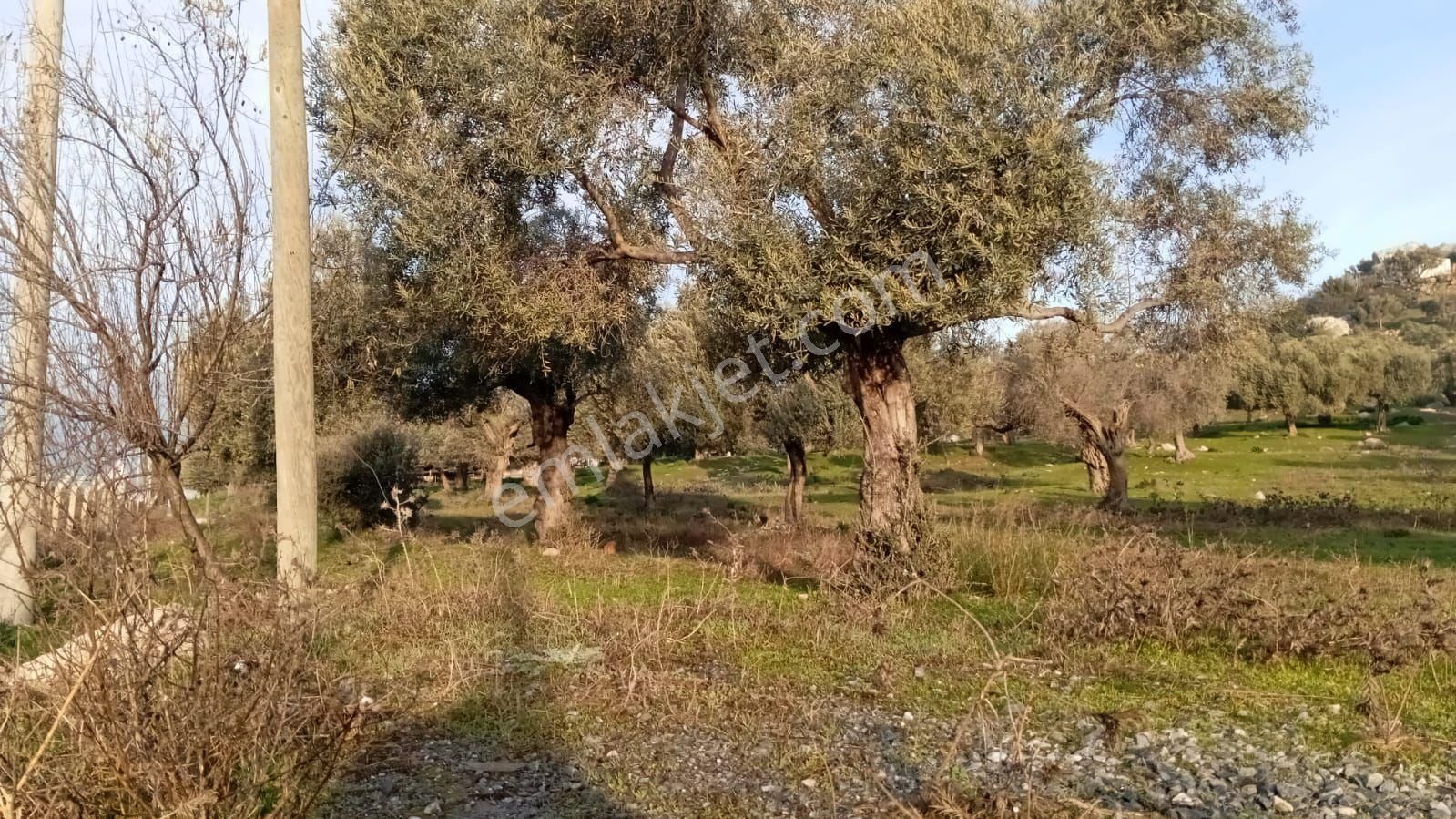 Datça Kızlan Satılık Zeytinlik Datçada Kaçırılmayacak Fırsat.