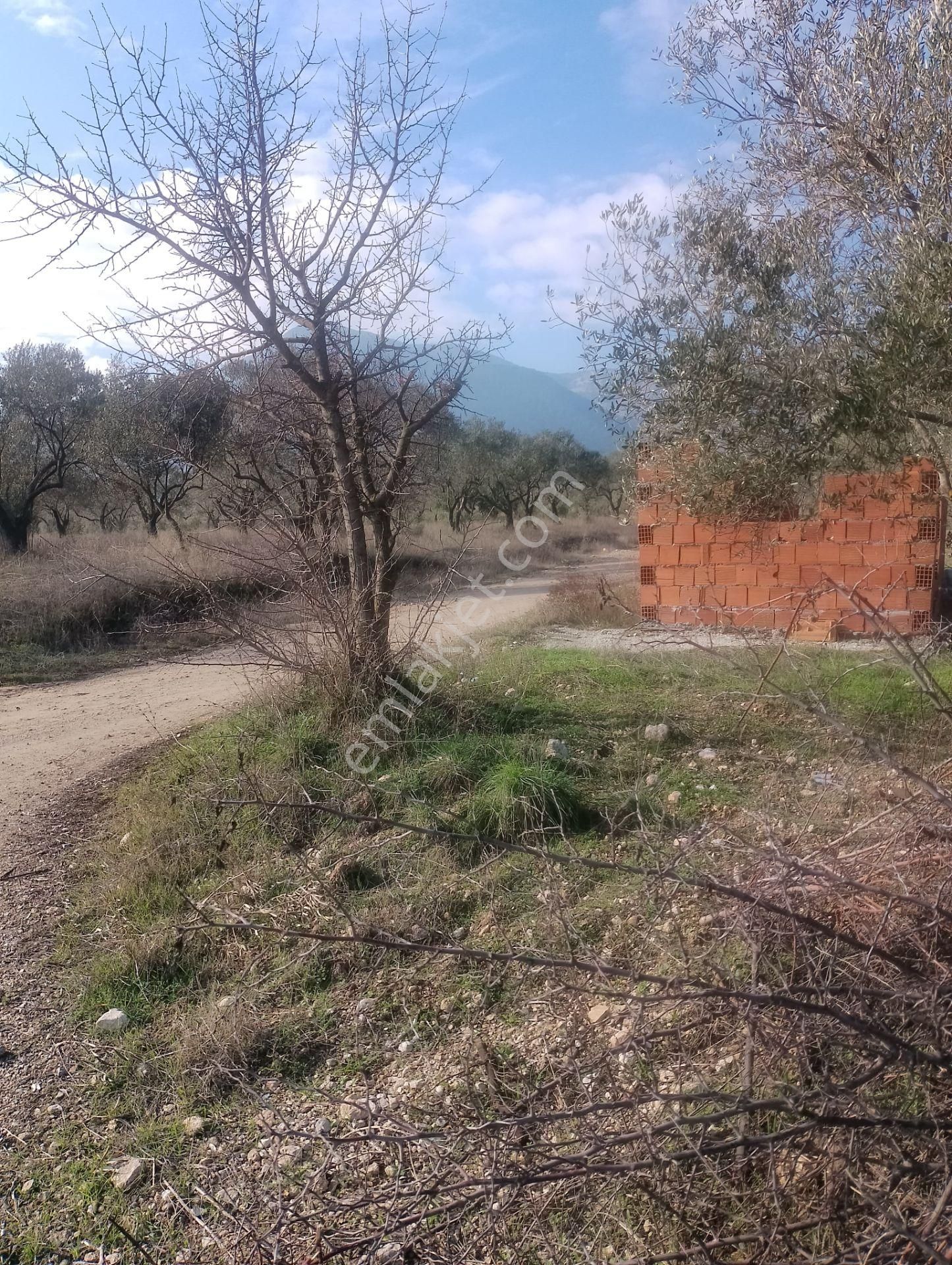 Kırkağaç Şair Eşref Satılık Zeytinlik Manisa Kırkağaç Çamlık Karşısı 300 Ağaç Yolu Olan Zeytinlik