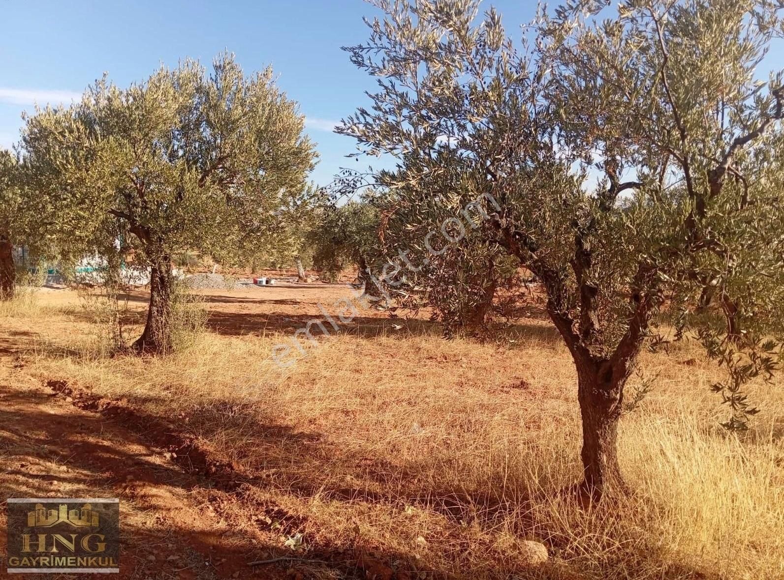 Şehitkamil Aşağı Arıl Satılık Tarla A. Arılda Satlık Arazi