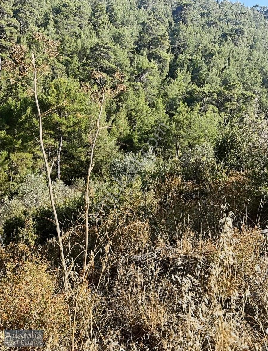 Dalaman Elcik Satılık Tarla Dalaman Elcik De Satılık Tarla