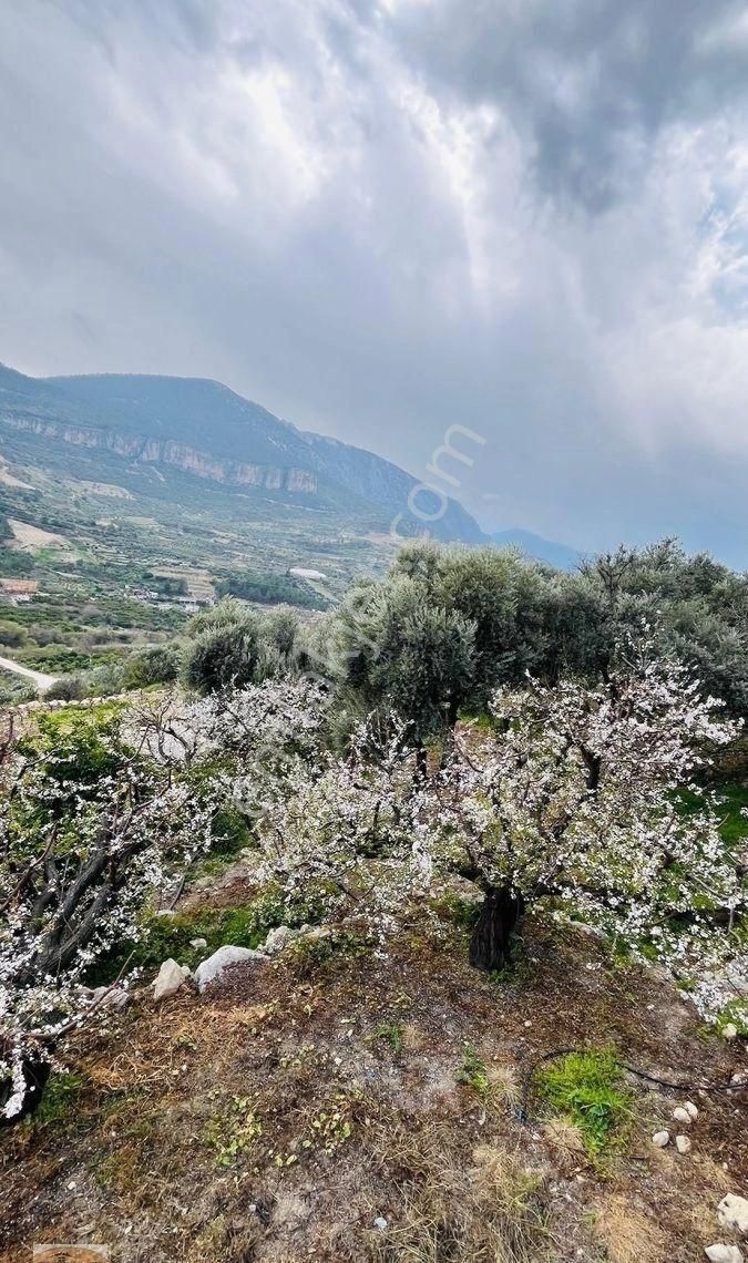 Silifke Keben Satılık Bağ & Bahçe Türe Gayrimenkulden Değirmendere De Satılık Erik Ve Zeytin Bahçesi