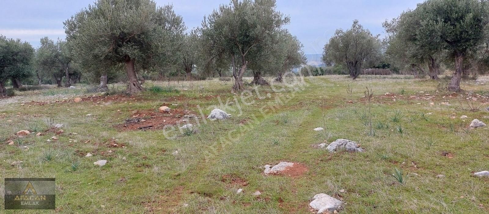 Bergama Zeytindağ Satılık Zeytinlik Afacan Dan Zeytindağ Da Deniz Manzaralı Satılık Zeytinlik