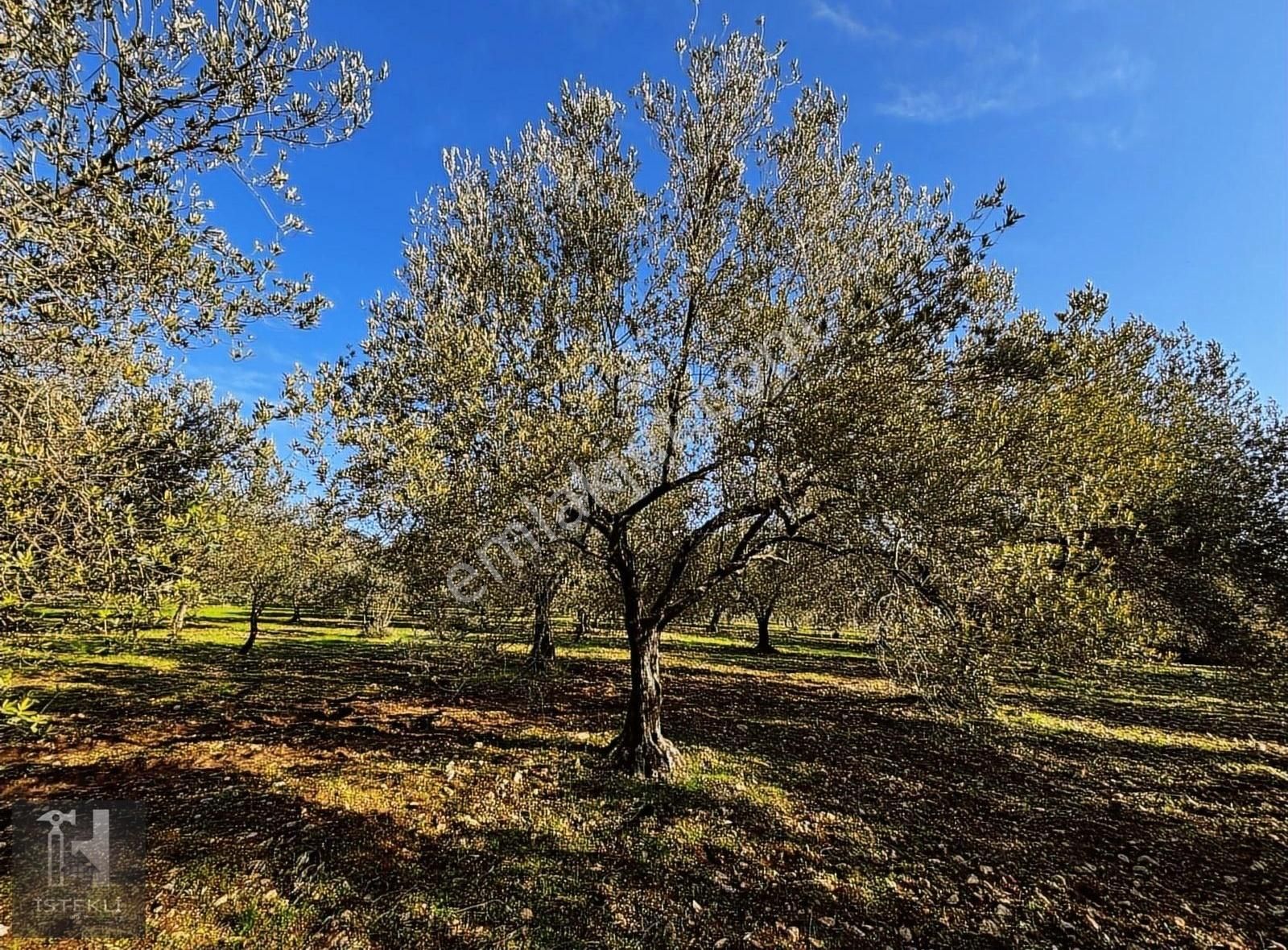 Soma Bayat Satılık Zeytinlik İstekli Emlak'tan Bayat Mahallesinde 4717 M2 Zeytinlik