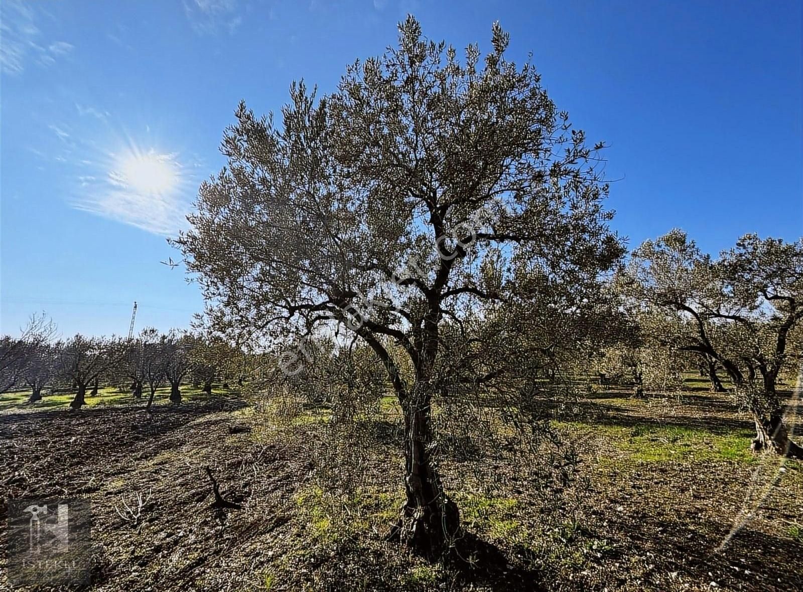 Soma Bayat Satılık Zeytinlik İstekli Emlak'tan Bayat Mahallesinde 6696 M2 Zeytinlik