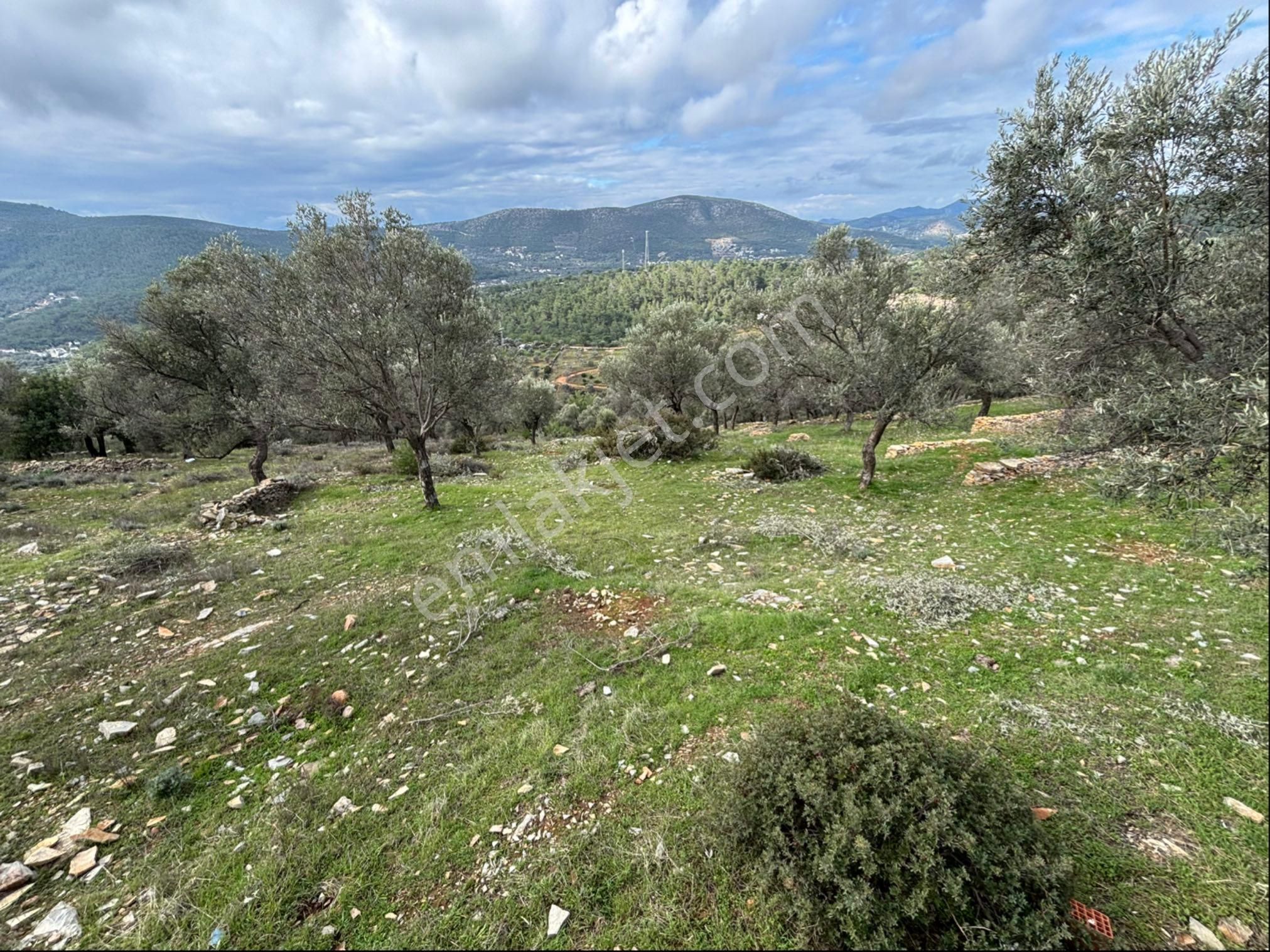 Bodrum Kızılağaç Satılık Tarla Çilek Kızılağaç