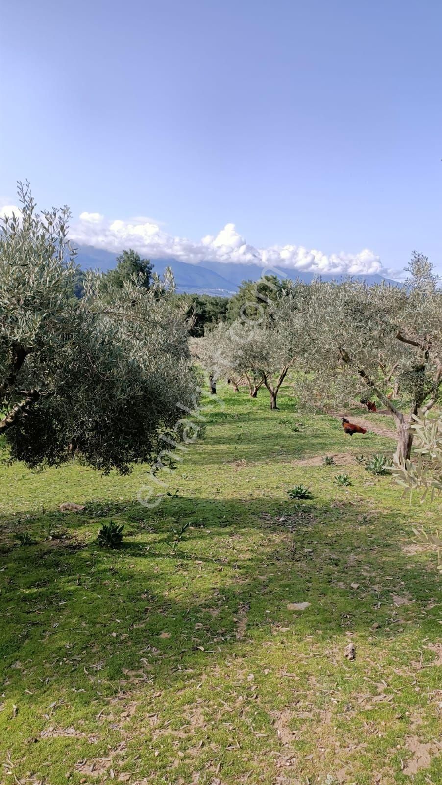 Kuşadası Caferli Satılık Tarla Caferli Köyü Deniz Manzaralı Tarla