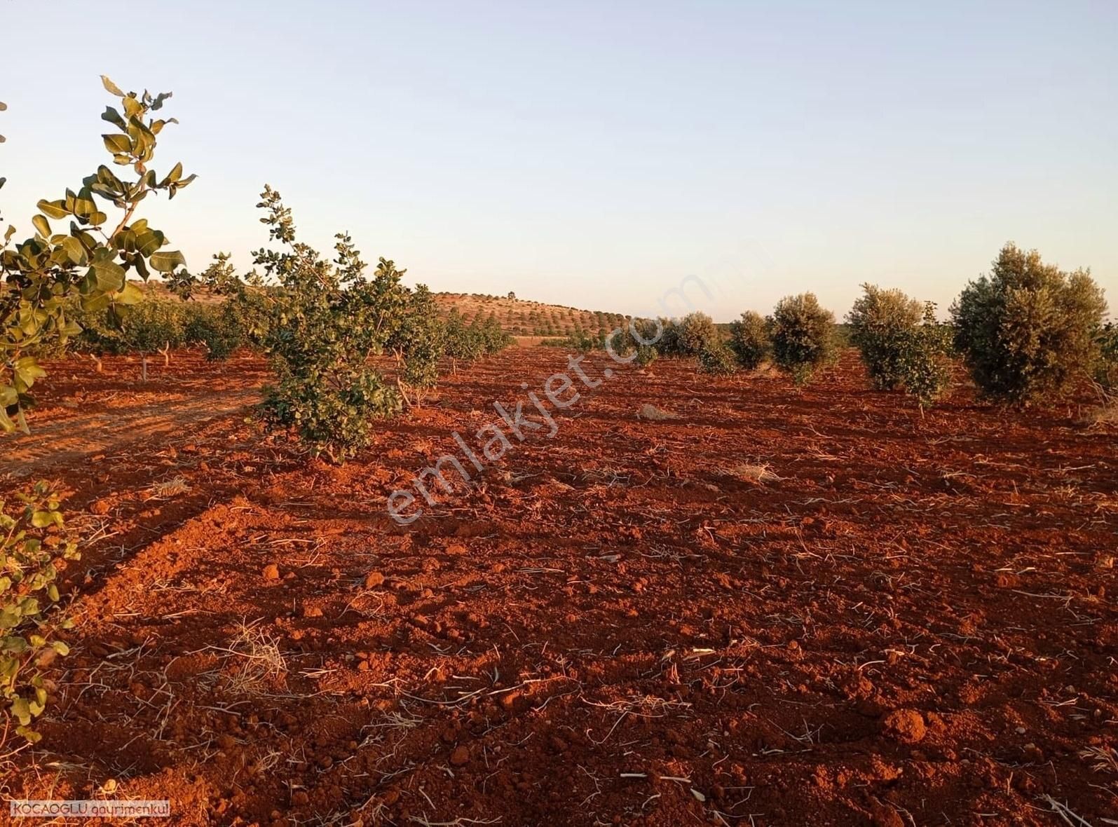 Nizip Düzbayır Satılık Bağ & Bahçe Kocaoglu Gayrimnkul Nizip Duzbayırda Mukemmel Fıstık Bahçesi