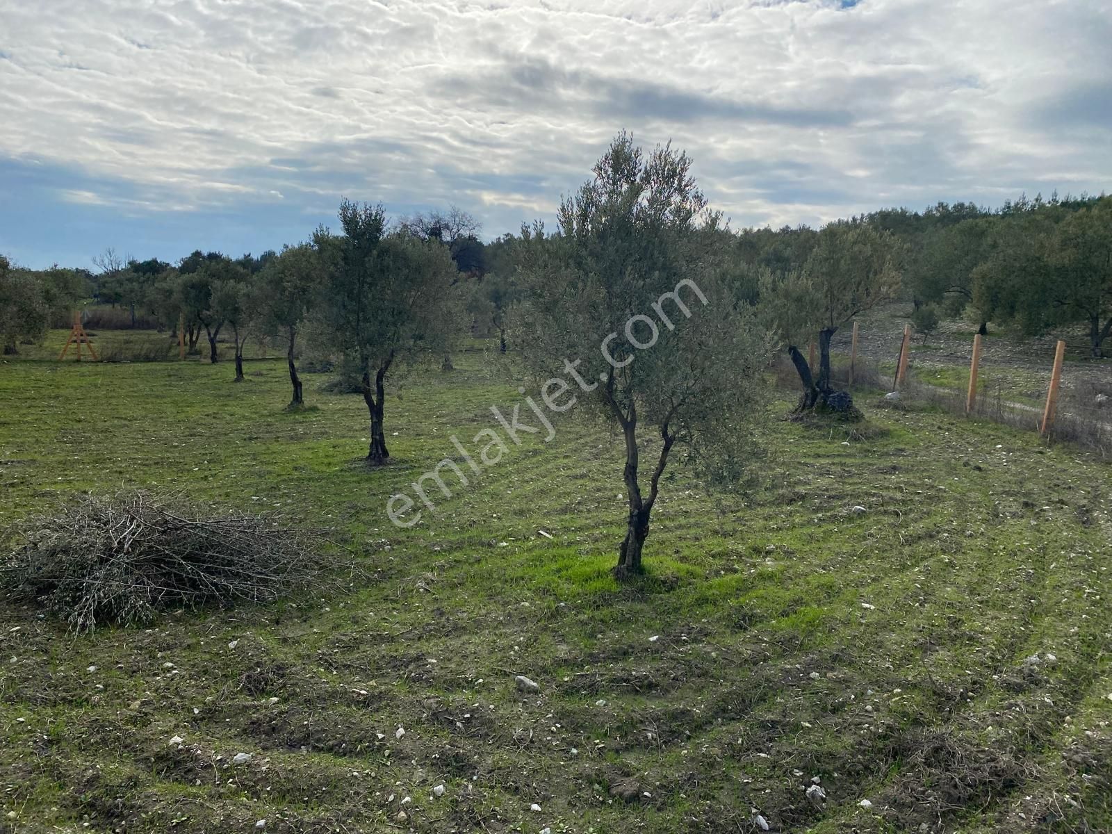 New Gyo 'dan Bakır Mevki Ana Yola Sıfır 1.525 M2 Satılık Zeytinlik - Görsel 4