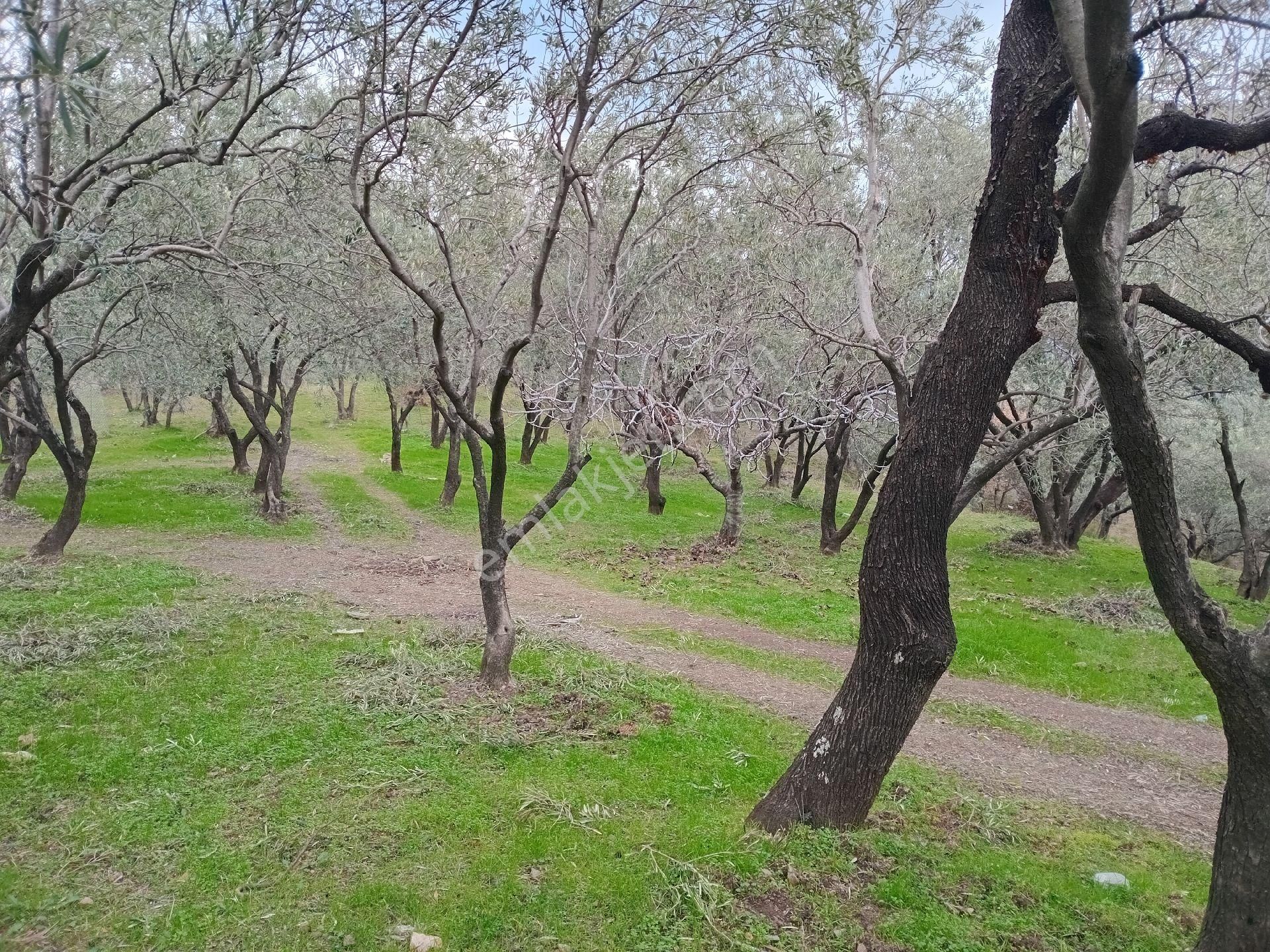 Edremit Beyoba Satılık Zeytinlik İda Kaan Emlaktan Yatırıma Uygun Zeytinlik