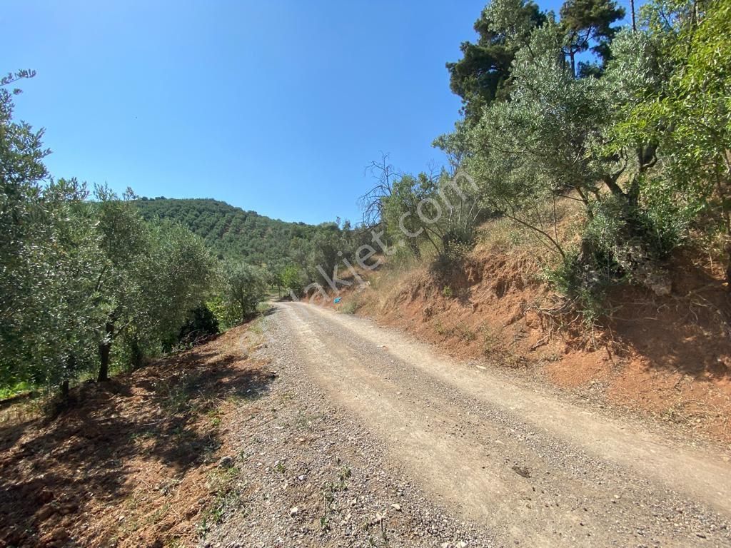 Satılık Mudanya Işıklı Mahallesi 7741m2 Kadastro Yoluna Cephe Fırsat Arazi - Görsel 7
