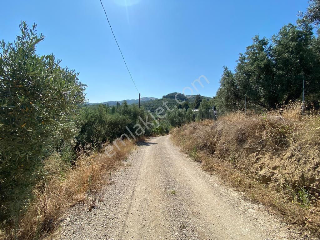 Satılık Mudanya Işıklı Mahallesi 7741m2 Kadastro Yoluna Cephe Fırsat Arazi - Görsel 5