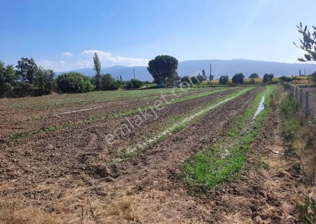 Nazilli Toygar Satılık Tarla Yol Kenarı Satılık Yonca Bahçesi