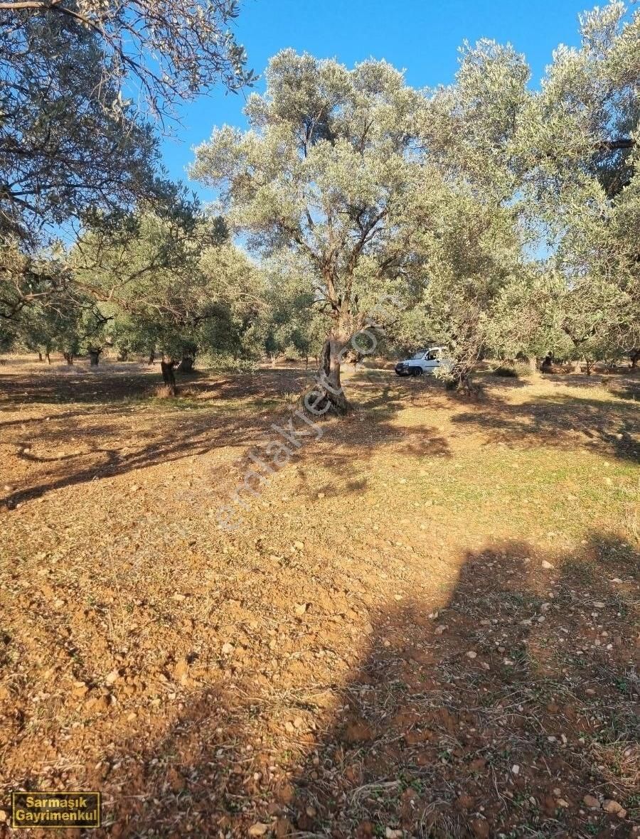 Germencik Park Satılık Zeytinlik Germencik Dereköy'de Çok Güzel Konumda Satılık Zeytinlik