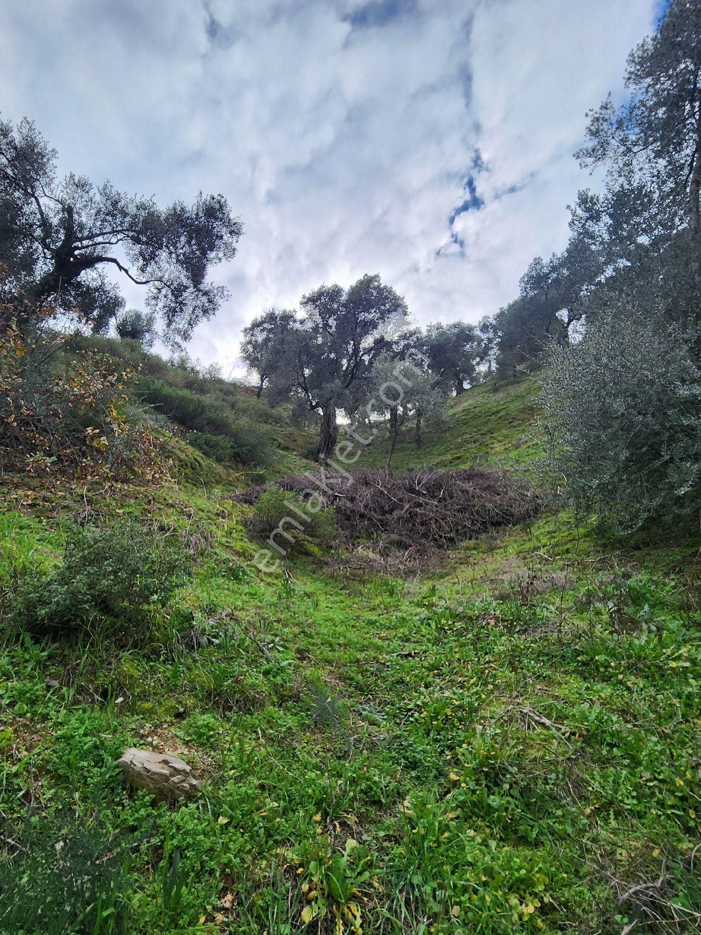 Nazilli İsabeyli Satılık Zeytinlik İsabeylıde Satılık Müstakil Tapulu Zeytin Bahçesi