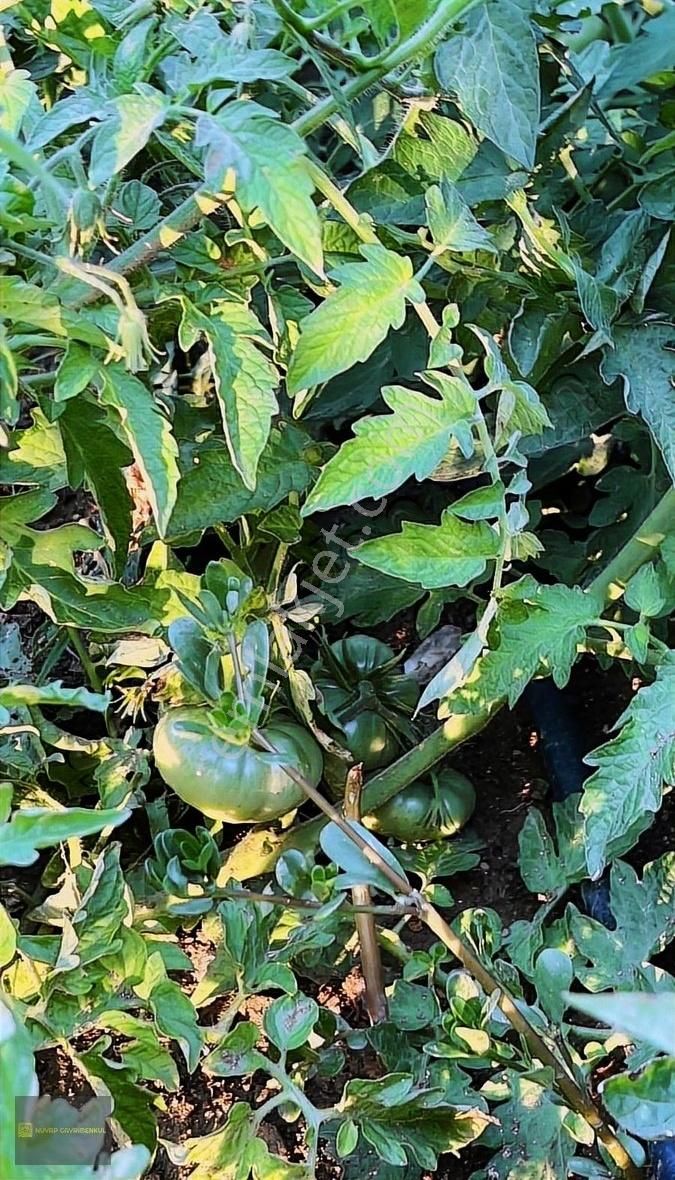 Mamak Lalahan Süper Satılık Çiftlik Evi - Görsel 19