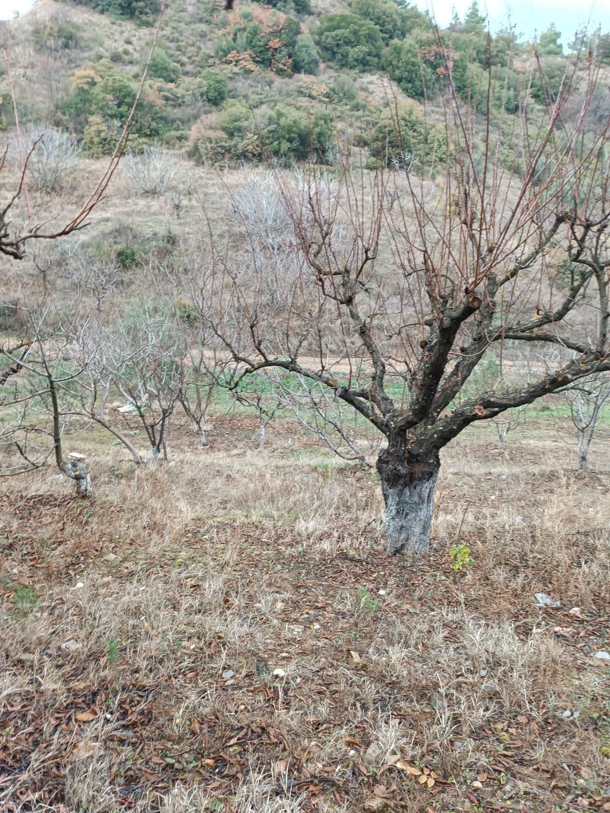 Turgutlu Dalbahçe Satılık Bağ & Bahçe Manisa/turgutlu Nurcan Emlaktan Dalbahçe Mh.satılık 2.500 M² Kiraz Erik Ve Çeşitli Meyve Bahçesi