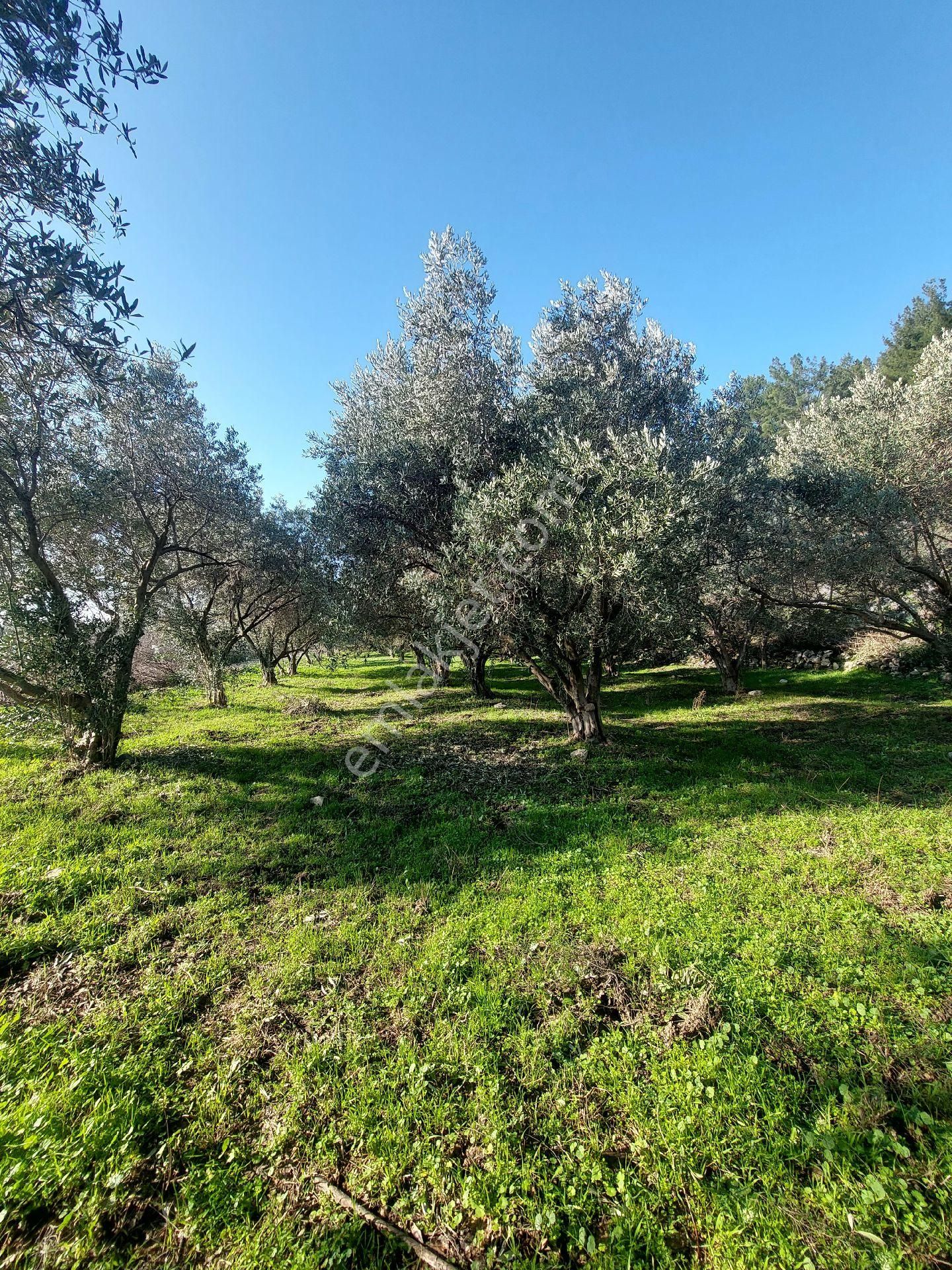 Söke Tuzburgazı Satılık Tarla Aydın Söke Tuzburgazı Mevkiğinde Satılık Zeytin Bahçesi