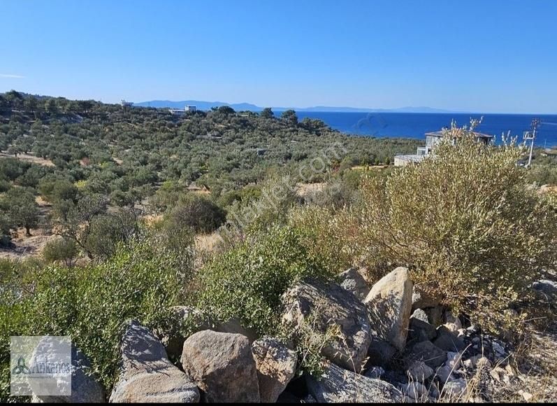 Dikili Bademli Satılık Tarla Kuzey Egenin Popüler Köyü Bademli De Deniz Ve Midilli Manzaralı