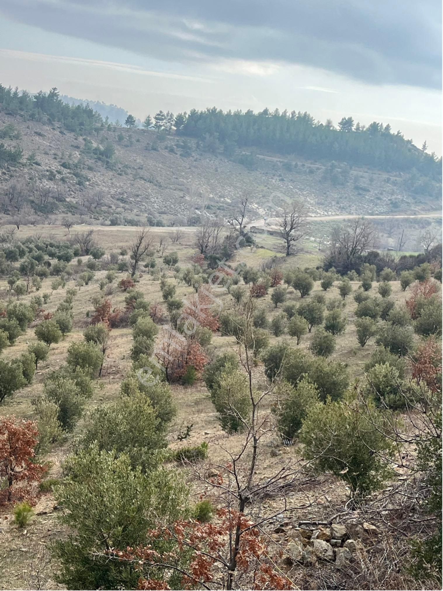 Gülnar Dedeler Satılık Bağ & Bahçe Türe Gayrimenkulden Gülnar Dedeler Mahallesinde 40 Dönüm Satılık Zeytin Bahçesi