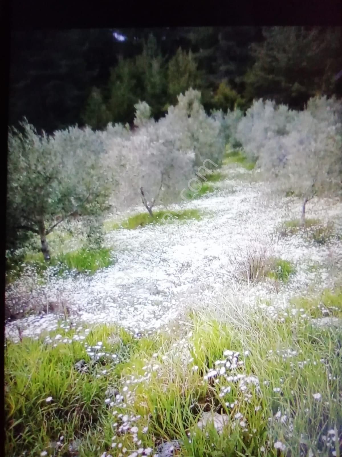 Dalaman Gürleyk Satılık Tarla Eray Emlaktan Dalaman Gürleyikte 2800m2 Satılık Tarla