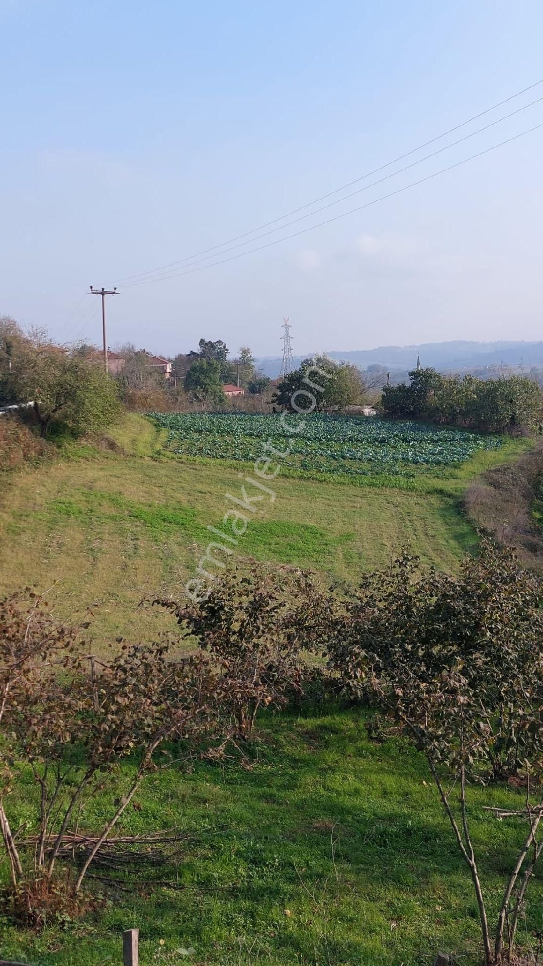 Kandıra Pelitpınarı Satılık Tarla Sahibinden Tek Tapu