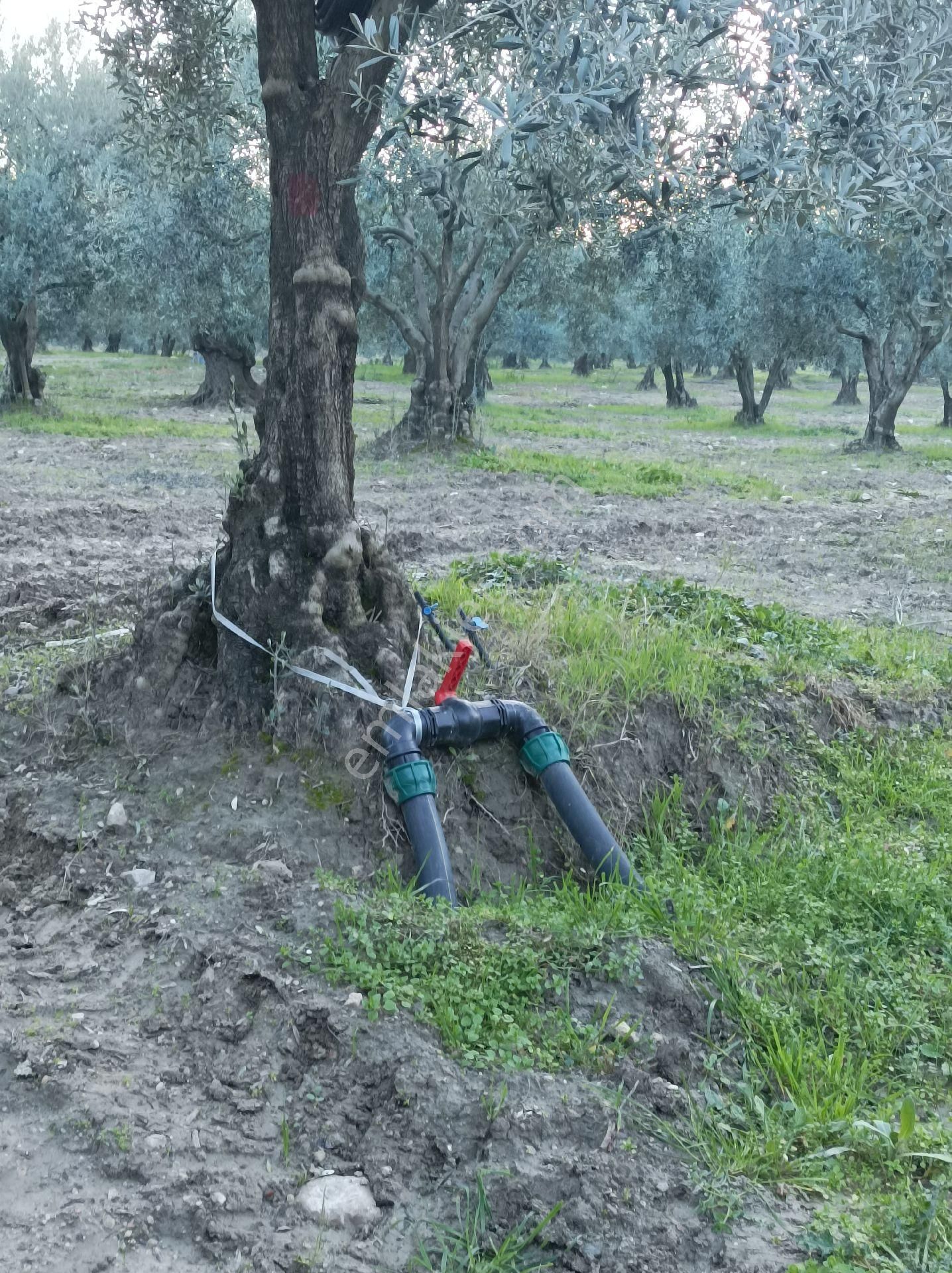 Akhisar Hamidiye Satılık Zeytinlik Hamidiye Mah. Tek Tapu Satılık Fırsat Zeytinlik