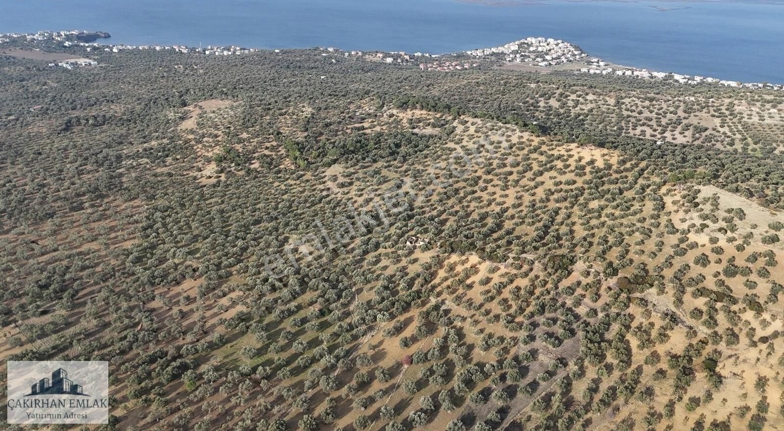 Aliağa Yenişakran Satılık Zeytinlik Şakran Merkezde Denize Ve Göle Yakın Satılık Zeytinlik