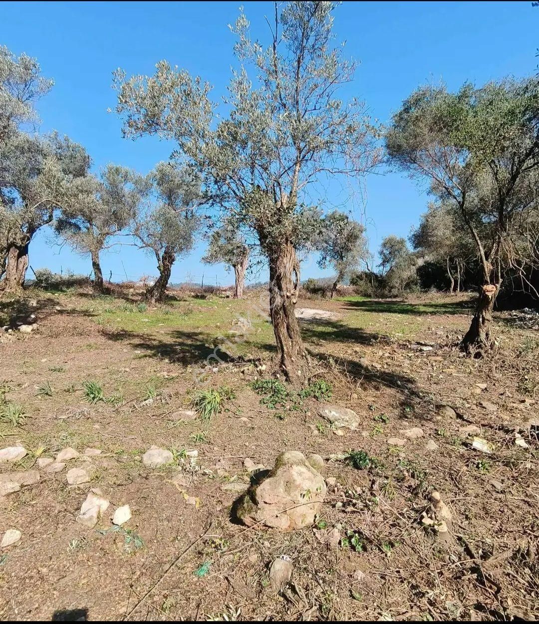 Germencik Dağyeni Satılık Zeytinlik İmarlı Bahçe