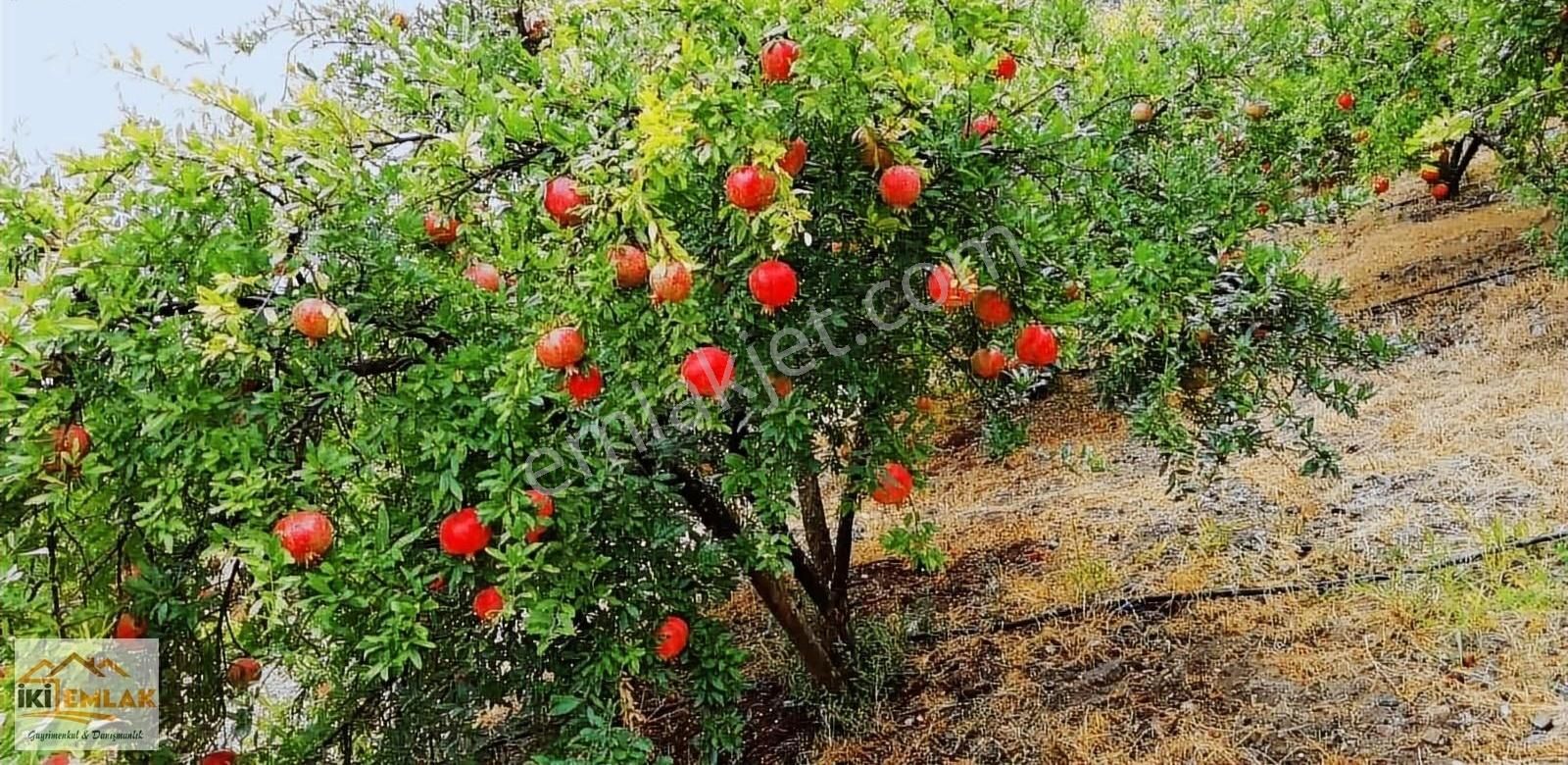 Sarıcakaya İğdir Satılık Tarla İki Gayrimenkul'den Sarıcakayada Satılık Nar Bahçesi 7,427 Dönüm