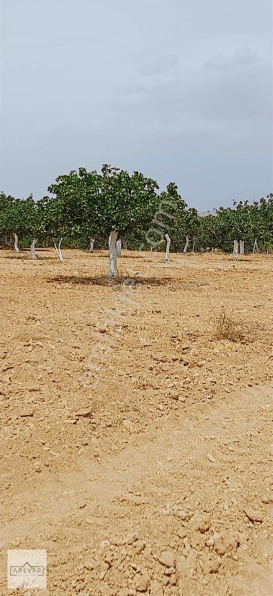 Nizip Bağlıca Satılık Tarla Nizip Bağlıca Da Asfalta 100 Metre Mesafede Bakımlı Fıstıklık !