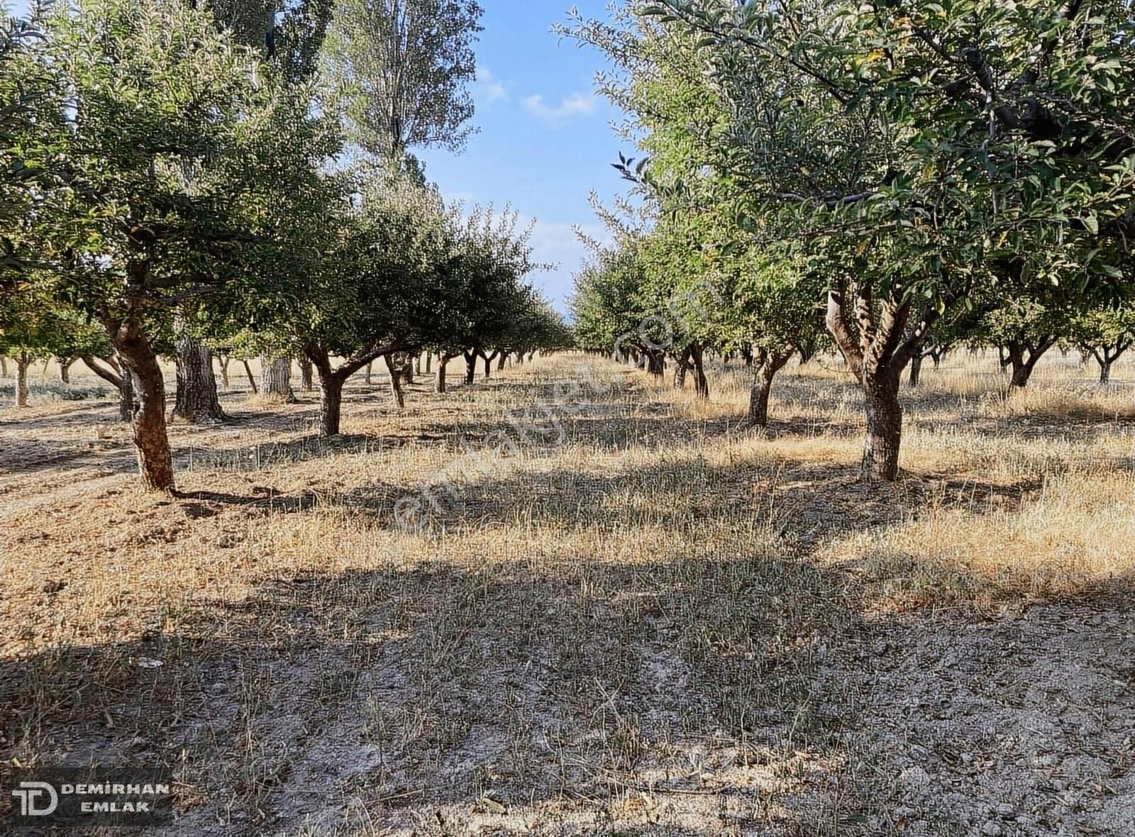 Gülnar Akova Satılık Bağ & Bahçe Gülnar Akova Satılık 4800 M2 Elma Bahçesi