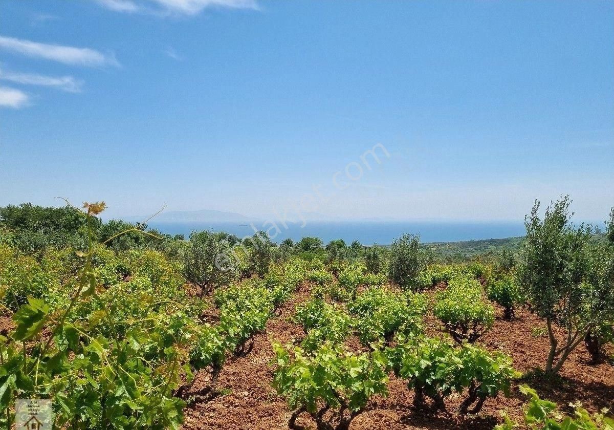 Şarköy Tepeköy Satılık Bağ & Bahçe Deniz Manzarali Üzüm Bagi