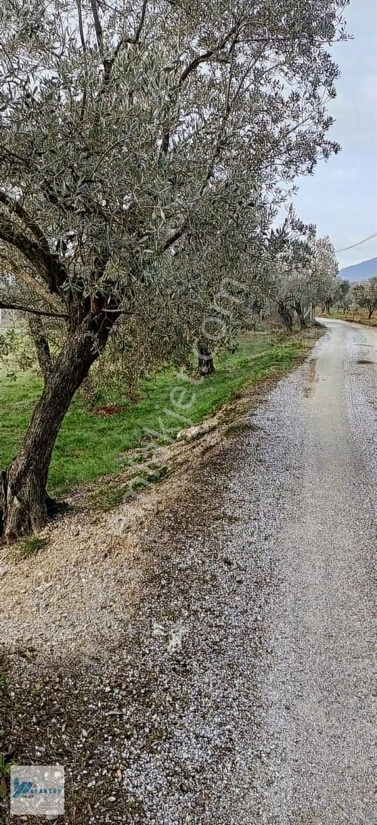 Kemalpaşa Cumalı Satılık Bağ & Bahçe Kemalpaşa Yola Cepheli Komşulu Müstakil 15 Dönüm Düz Arazi