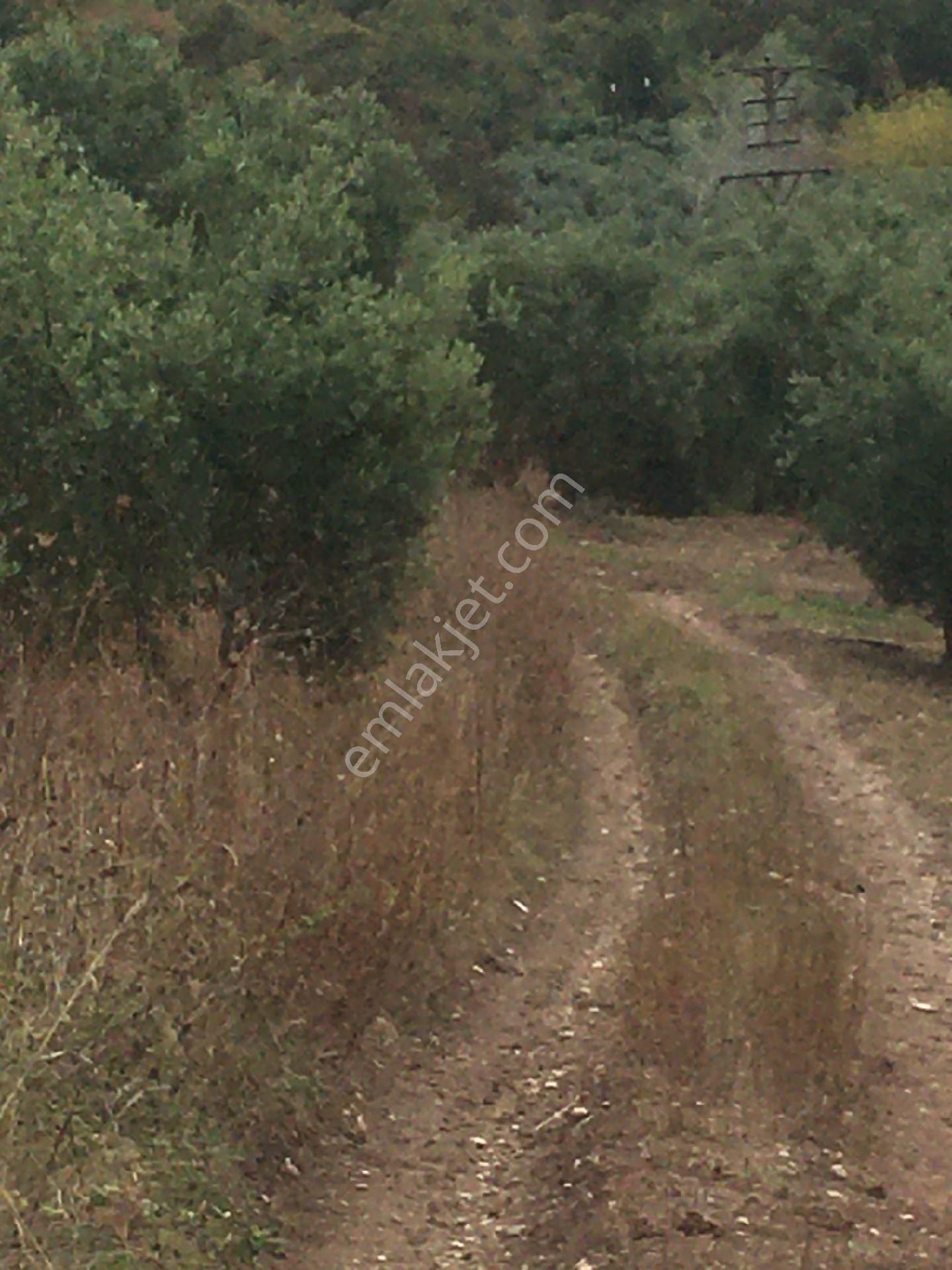 Satılık Bursa Mudanya İpek Yayla Tarla - Görsel 4