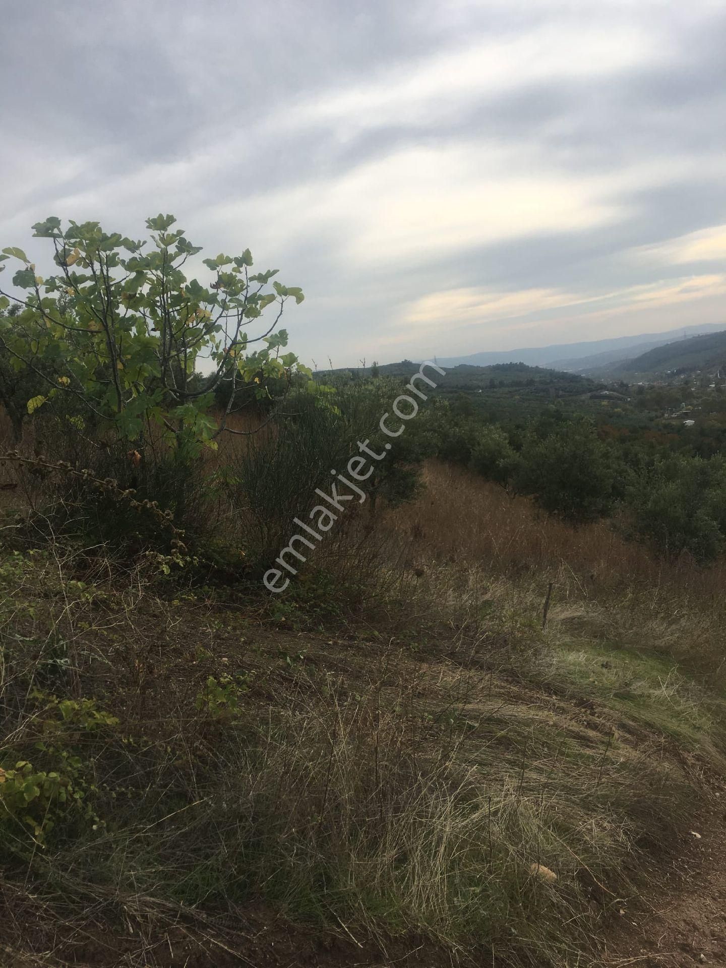 Satılık Bursa Mudanya İpek Yayla Tarla - Görsel 3