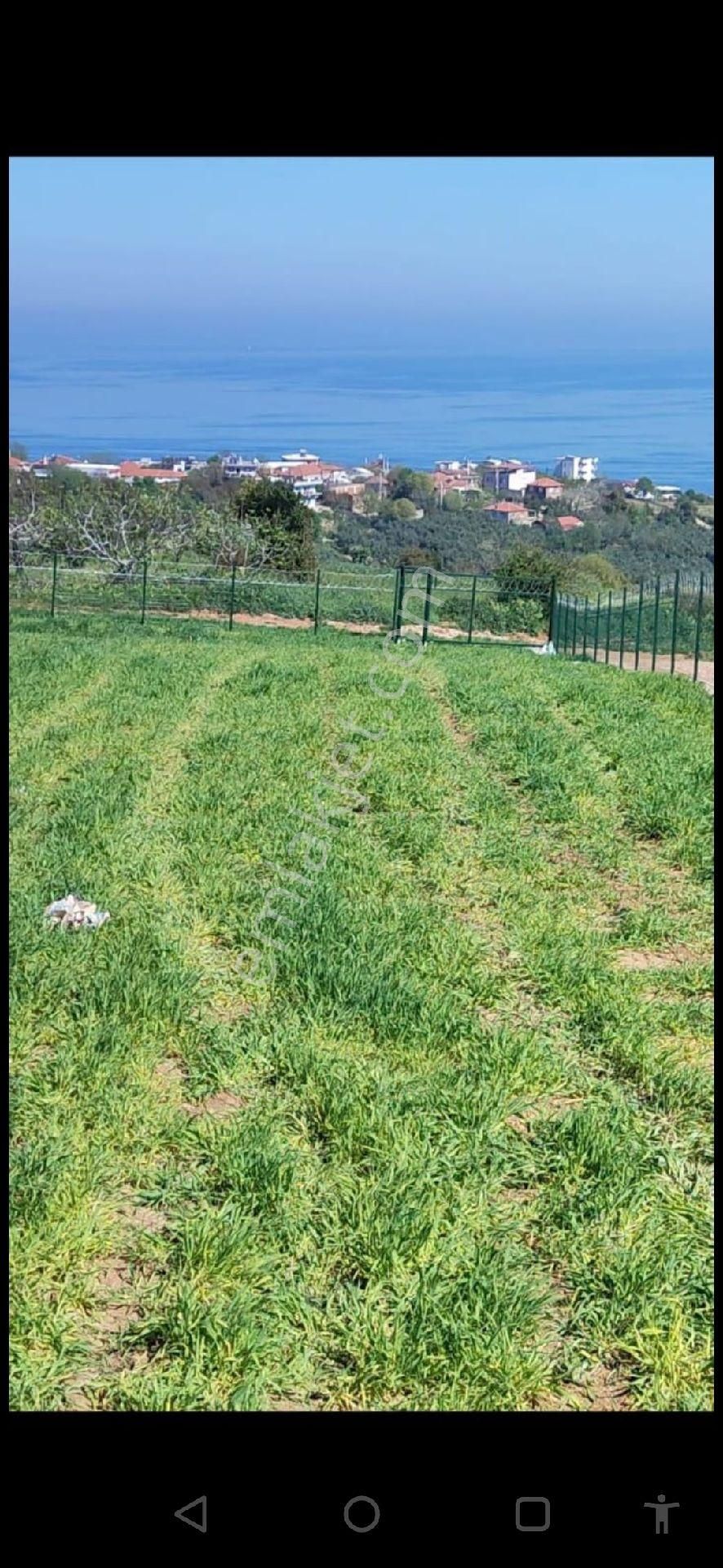 Mudanya Eğerce Satılık Tarla Eğerce Ful Deniz Manzaralı Parseller