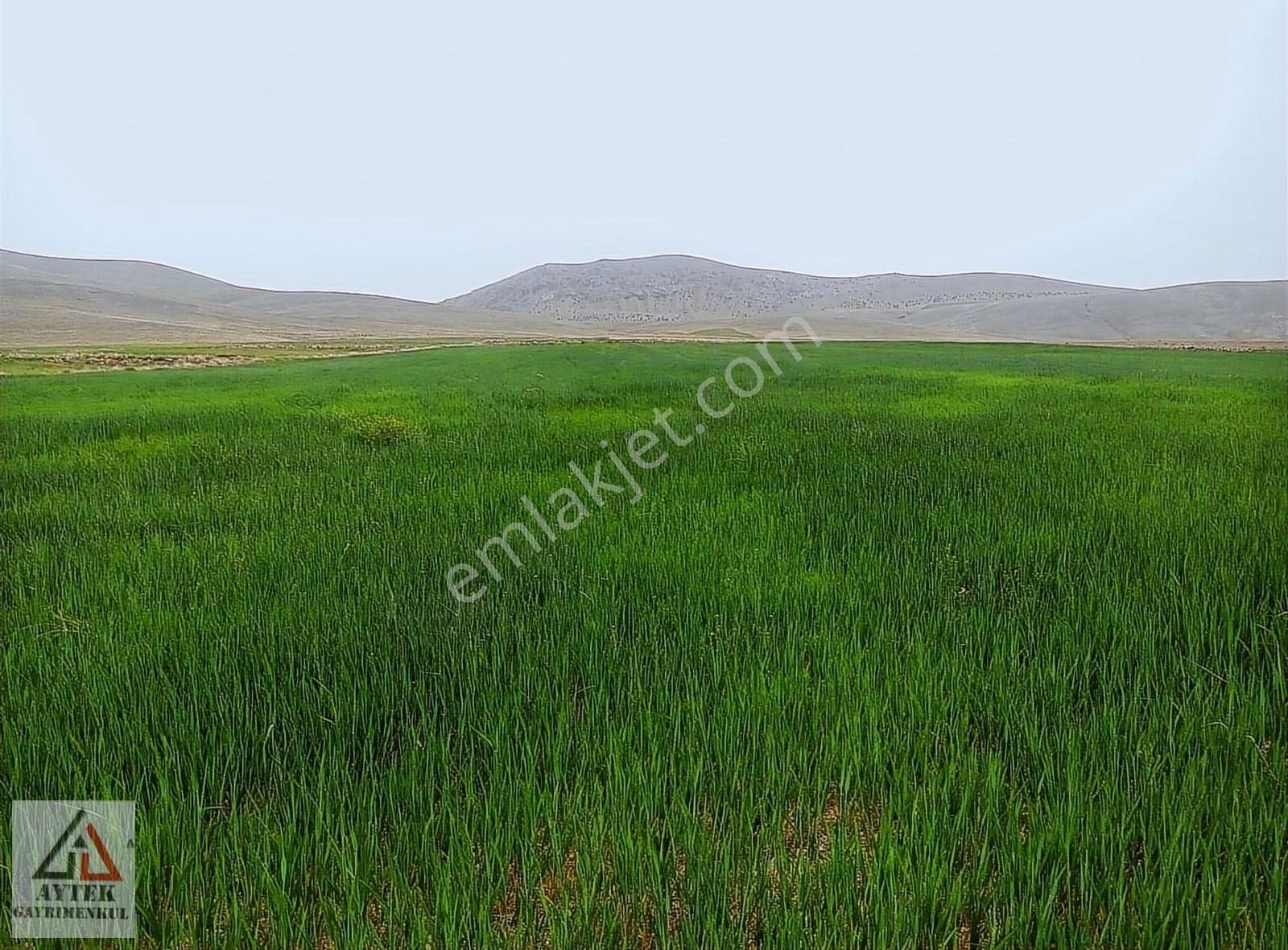 Afyonnkarahisar Sultandağı Cukurcak Köyünde Kelepir 13500 M2 - Görsel 11