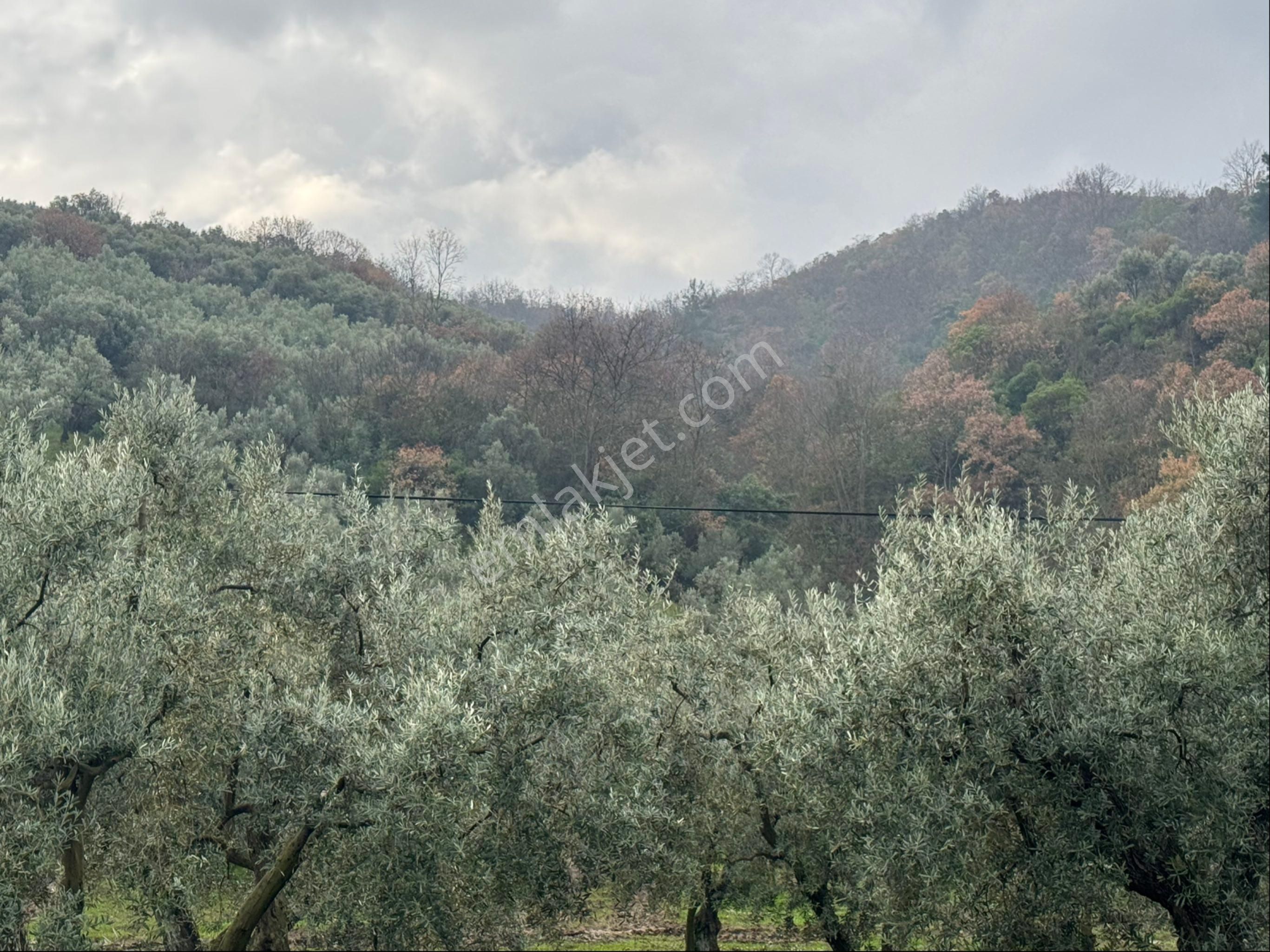Dutluca İznik Göl Manzaralı Zeytinlik - Görsel 5