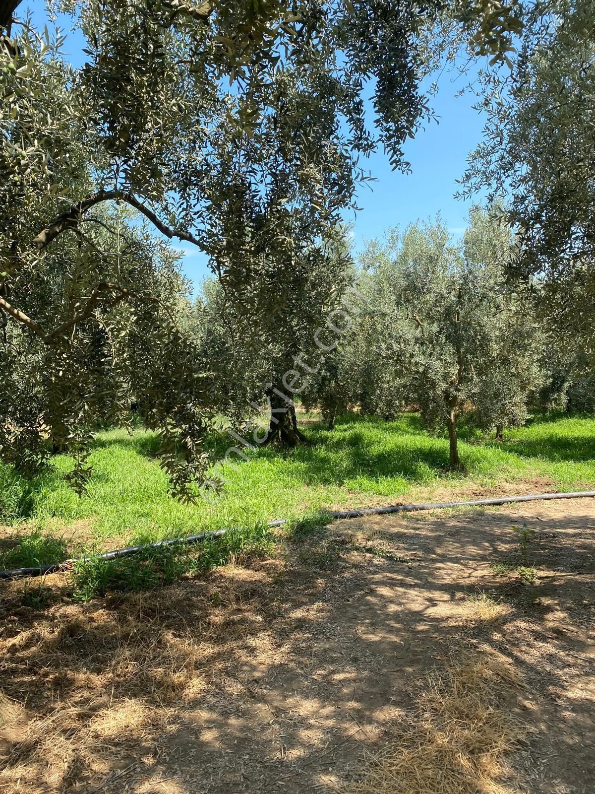 İznik Derbent Satılık Tarla Roma' Dan Derbent De Satılık Zeytinlik