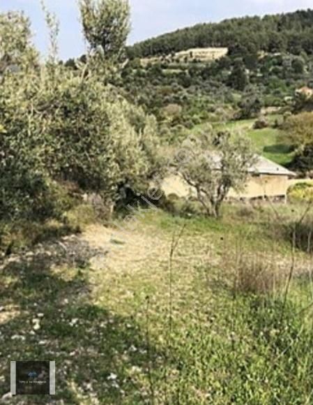 Urla Yenikent Full Deniz Manzara 1/1000 Planda %7 İmarlı Tarla - Görsel 2