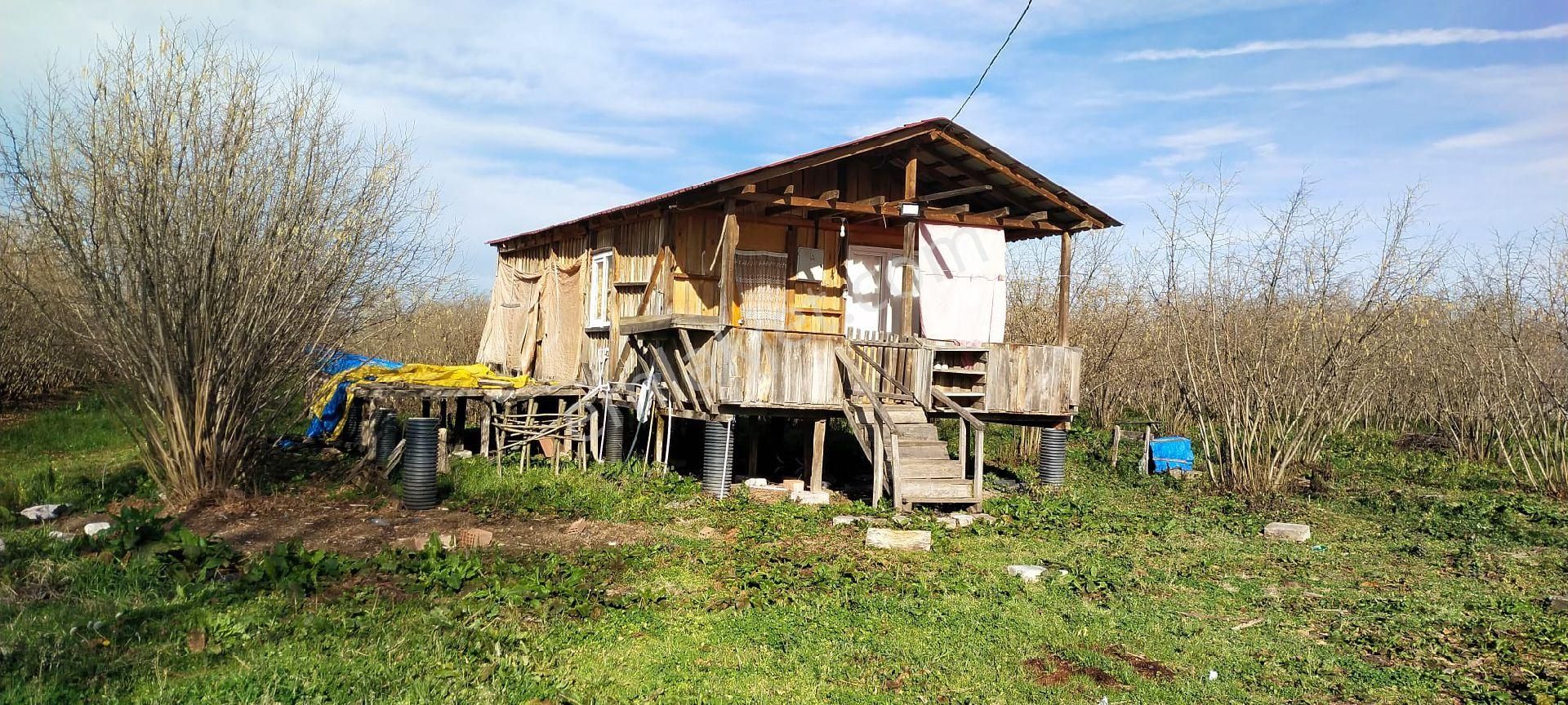 Çarşamba Ovacık Satılık Tarla Rekoor Emlaktan Çarşamba Ovacıkda Satılık Fındık Tarlası