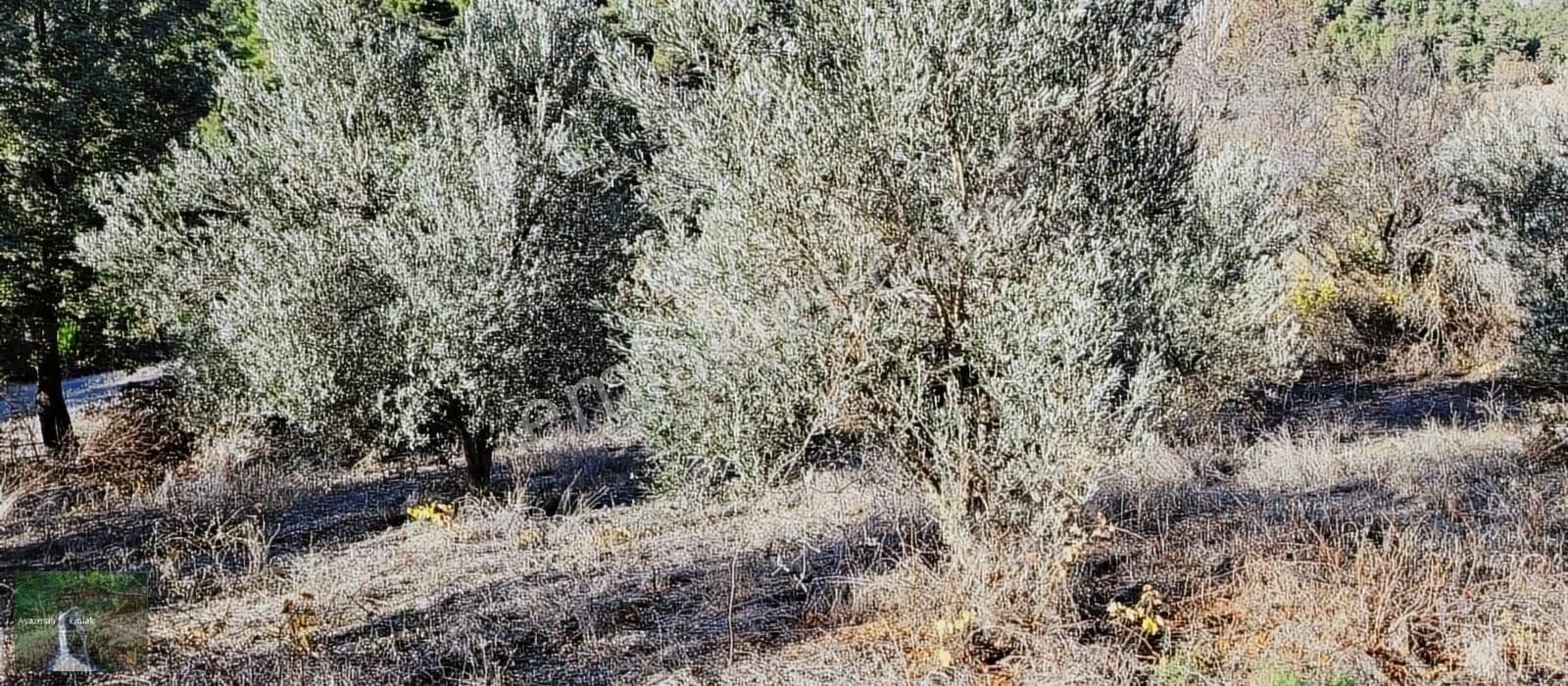 Bayramiç Kurşunlu Köyü Satılık Bağ & Bahçe Çanakkale Bayramiç Kurşunluda Kelepir Zeytinlik