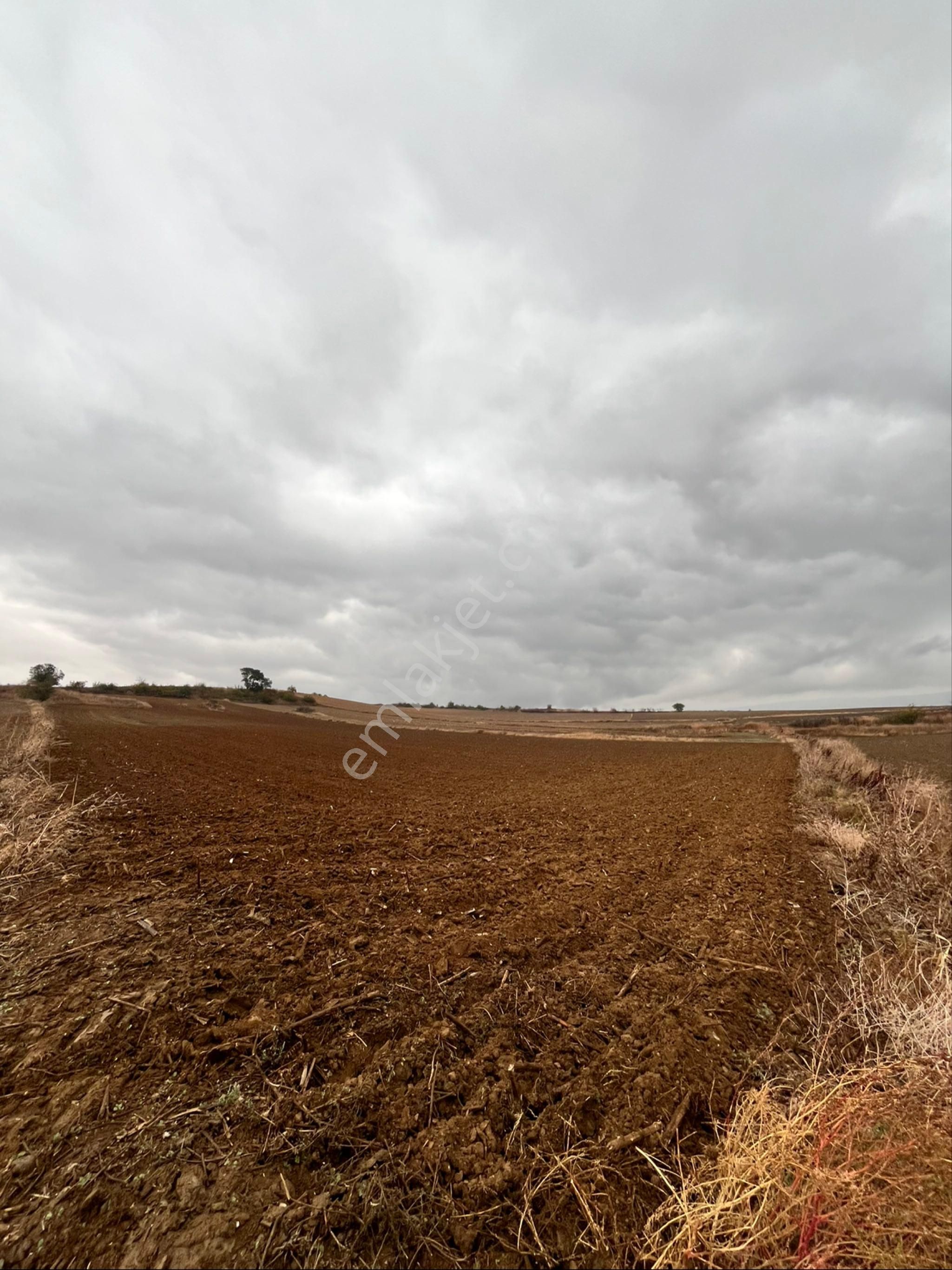 Malkara Müstecep Satılık Tarla Tek Tapu Sahibinden Satılık 11.636m2