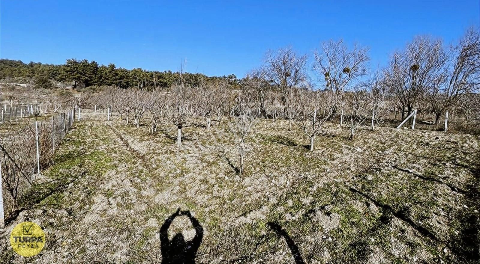 Bornova Yakaköy Satılık Tarla Yakaköy'de Satılık Kiraz Tarlası